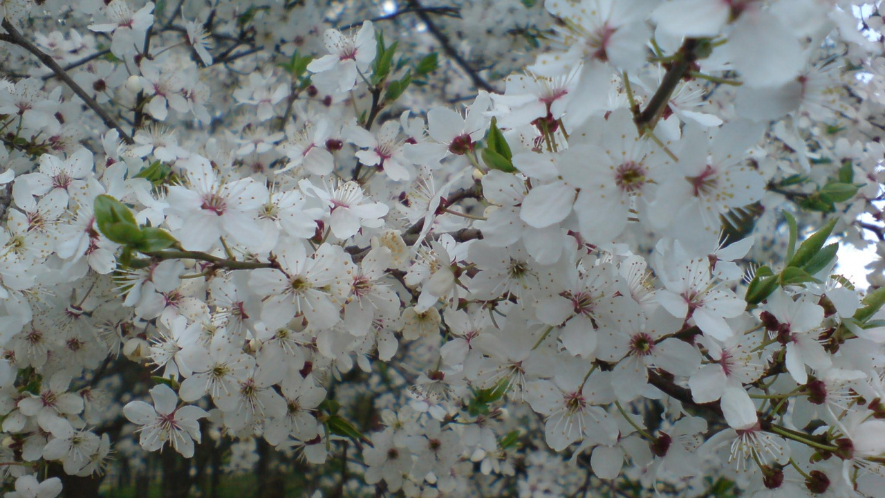 Обои расцвет, цветение вишни, дерево, ветвь, весна в разрешении 1280x720