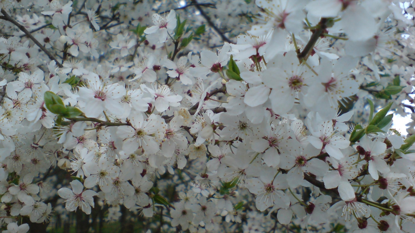 Обои расцвет, цветение вишни, дерево, ветвь, весна в разрешении 1366x768