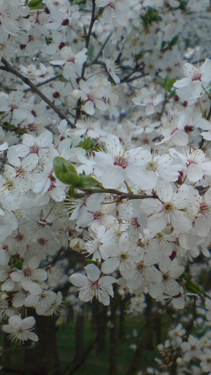 Обои расцвет, цветение вишни, дерево, ветвь, весна в разрешении 720x1280