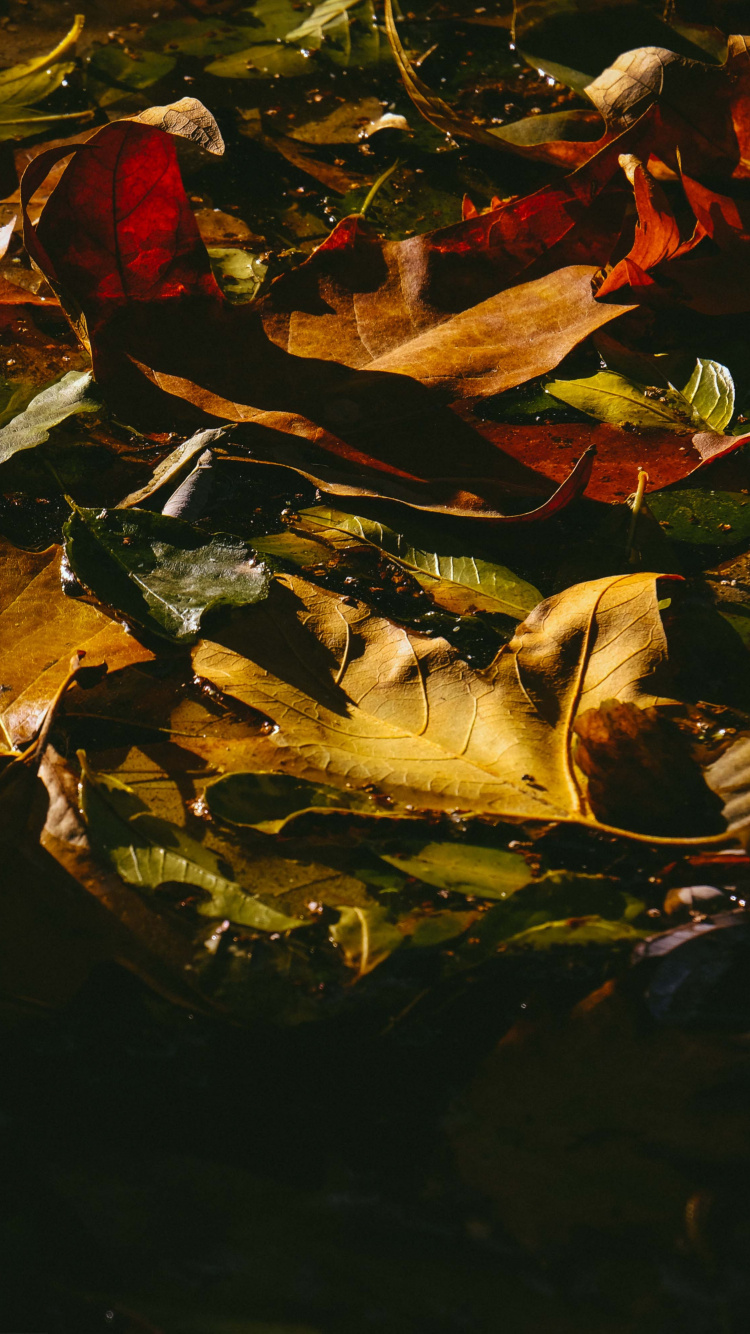 Обои отражение, Милан, лист, красный цвет, живопись в разрешении 750x1334