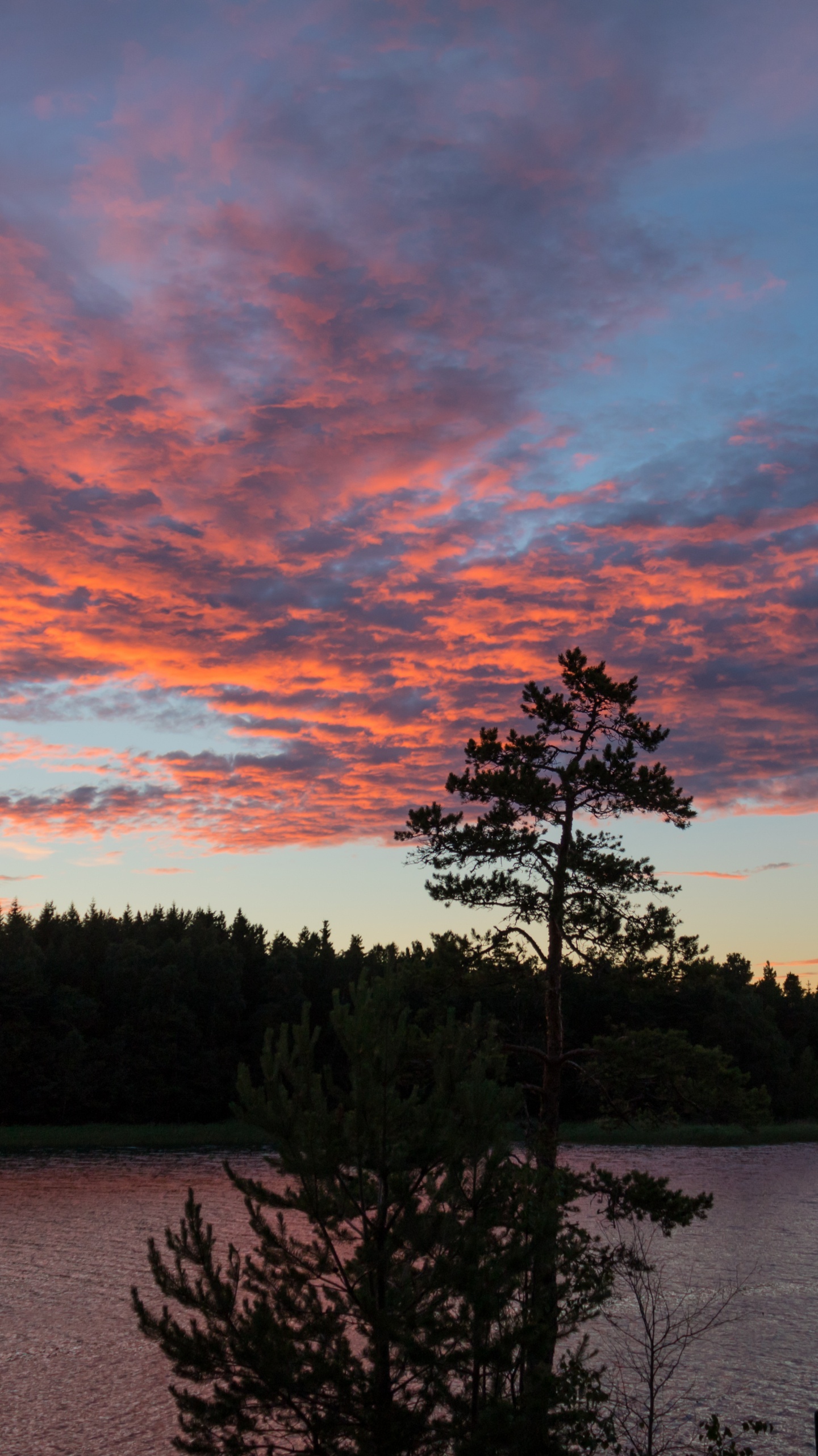 Обои дерево, природа, облако, закат, вечер в разрешении 1440x2560