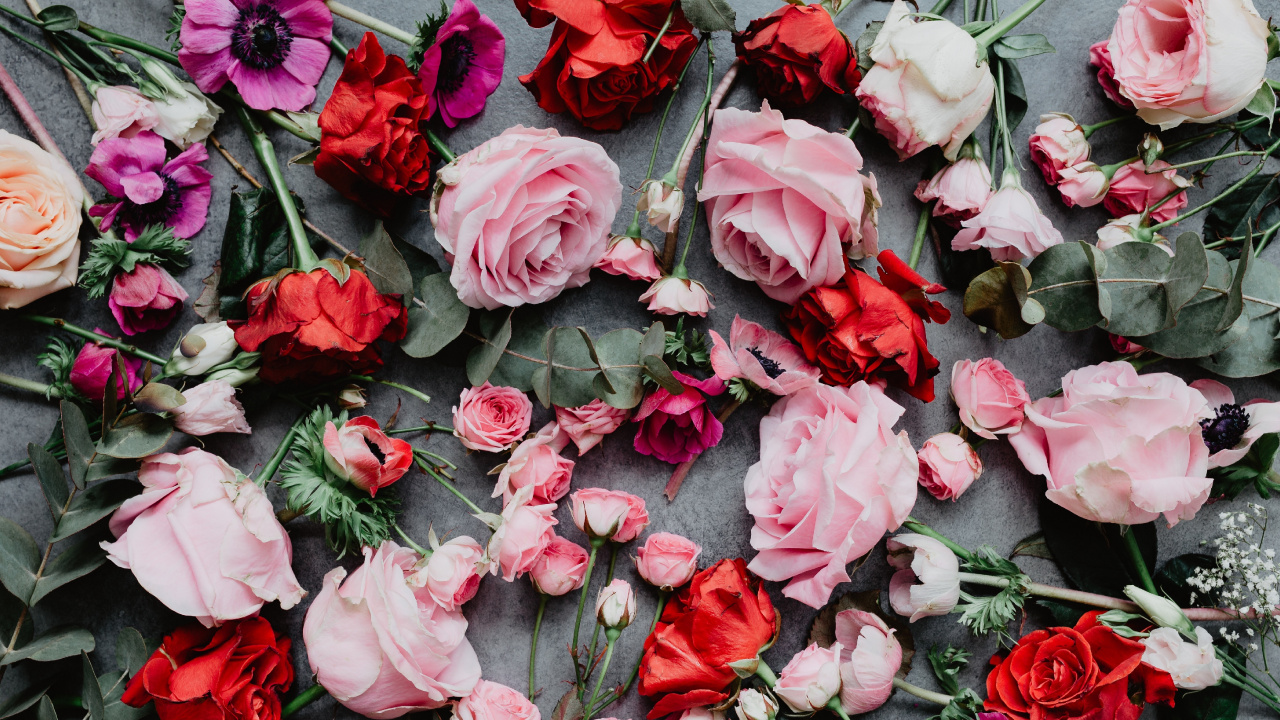 Обои Роза, цветок, розовые цветы, розовый, цветковое растение в разрешении 1280x720