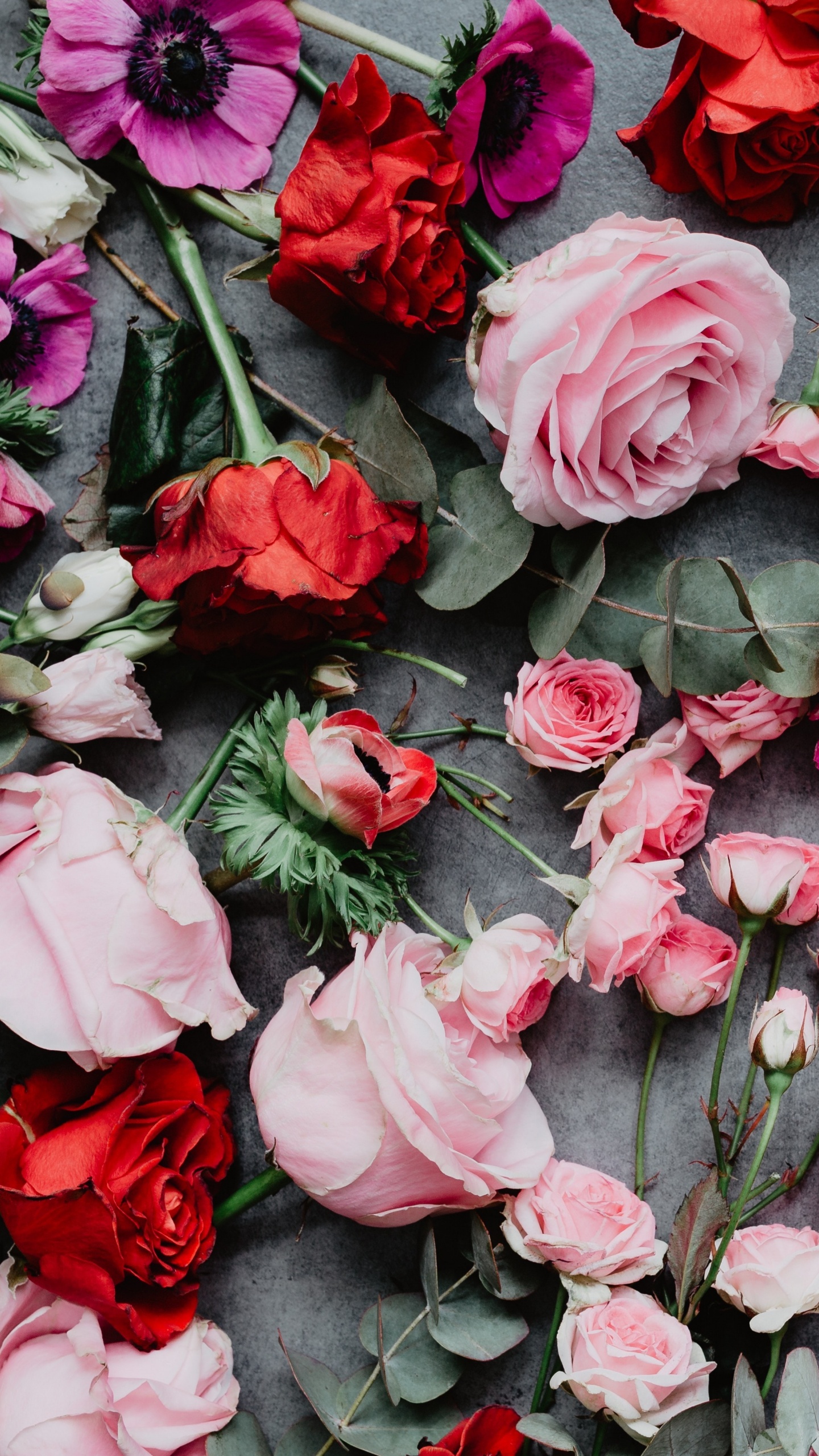 Обои Роза, цветок, розовые цветы, розовый, цветковое растение в разрешении 1440x2560