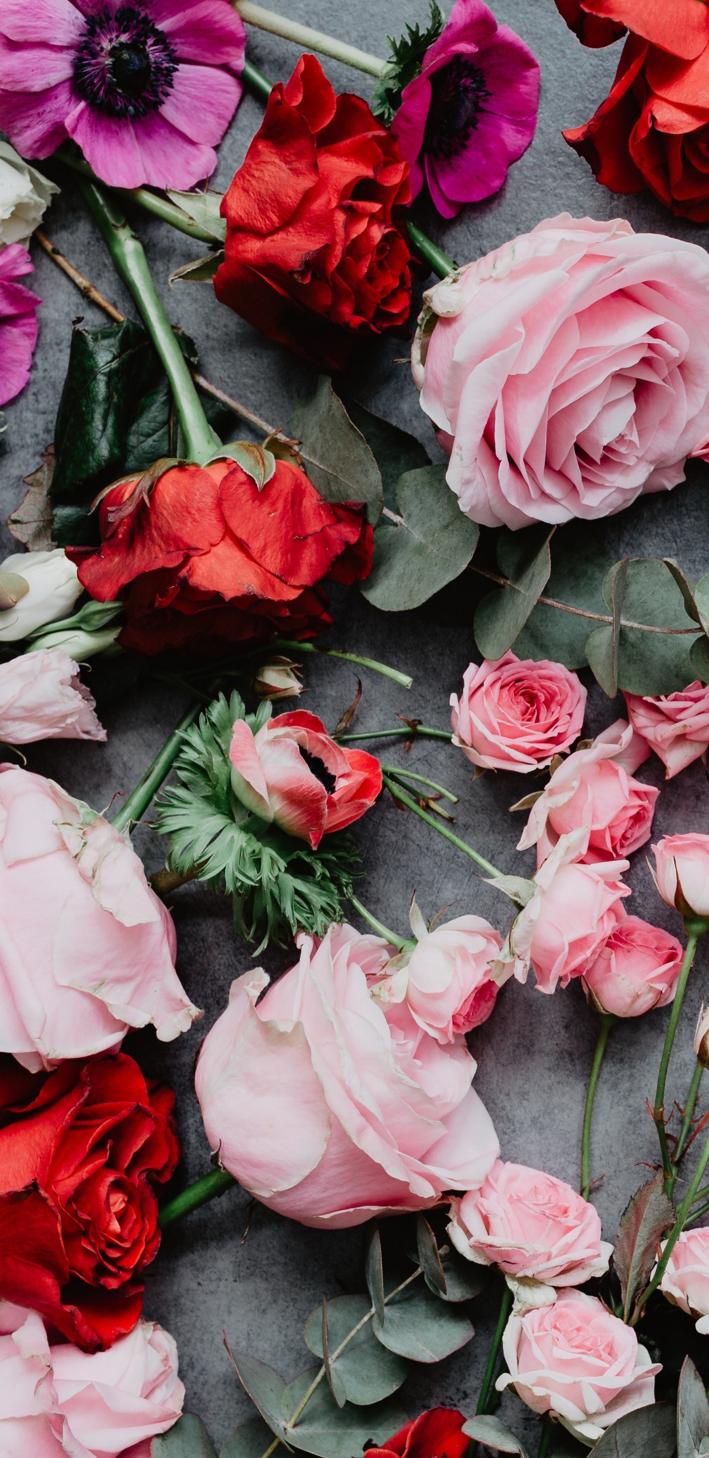 Обои Роза, цветок, розовые цветы, розовый, цветковое растение в разрешении 1440x2960