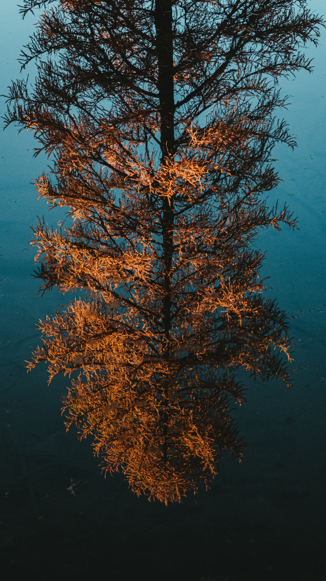 Обои древесные растения, отражение, лиственница, лист, биом в разрешении 1080x1920