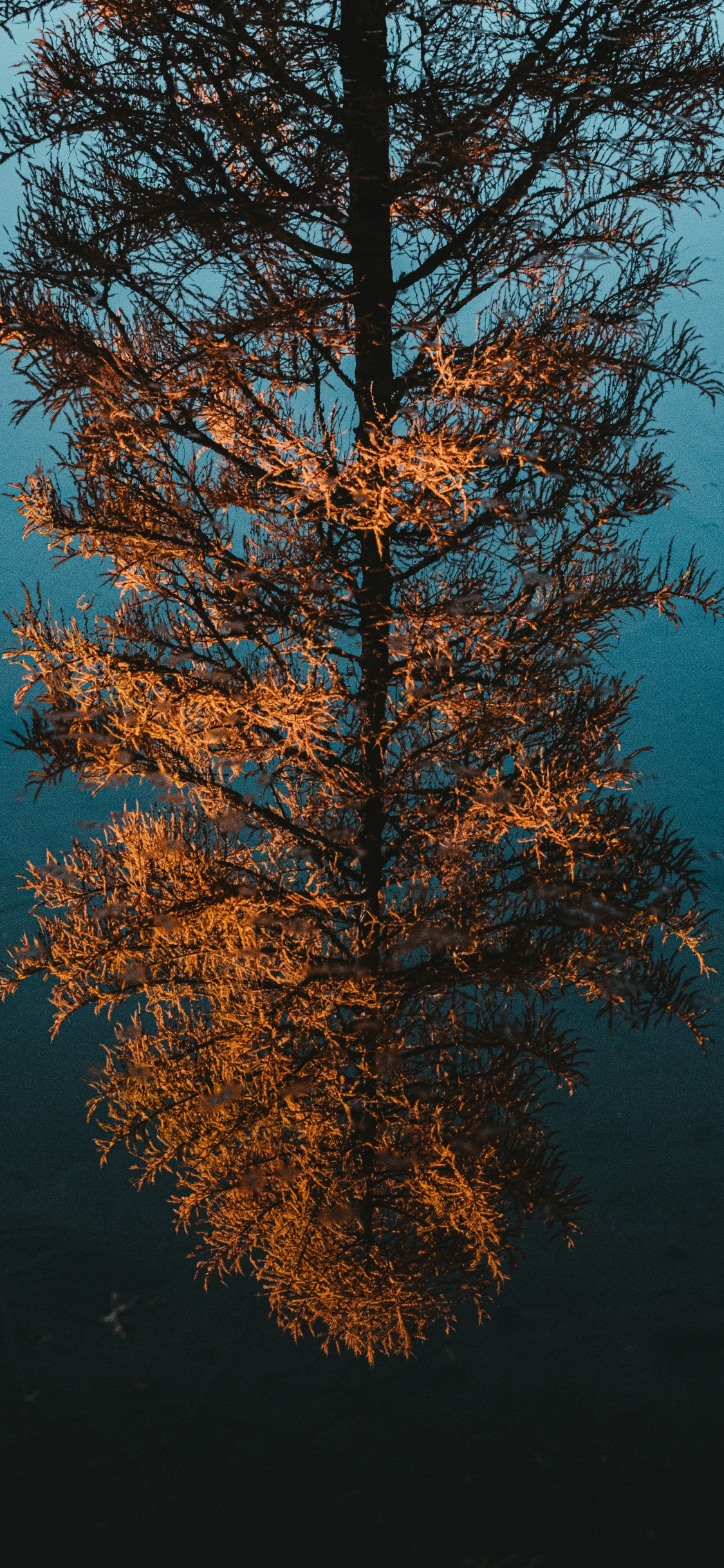 Обои древесные растения, отражение, лиственница, лист, биом в разрешении 1125x2436