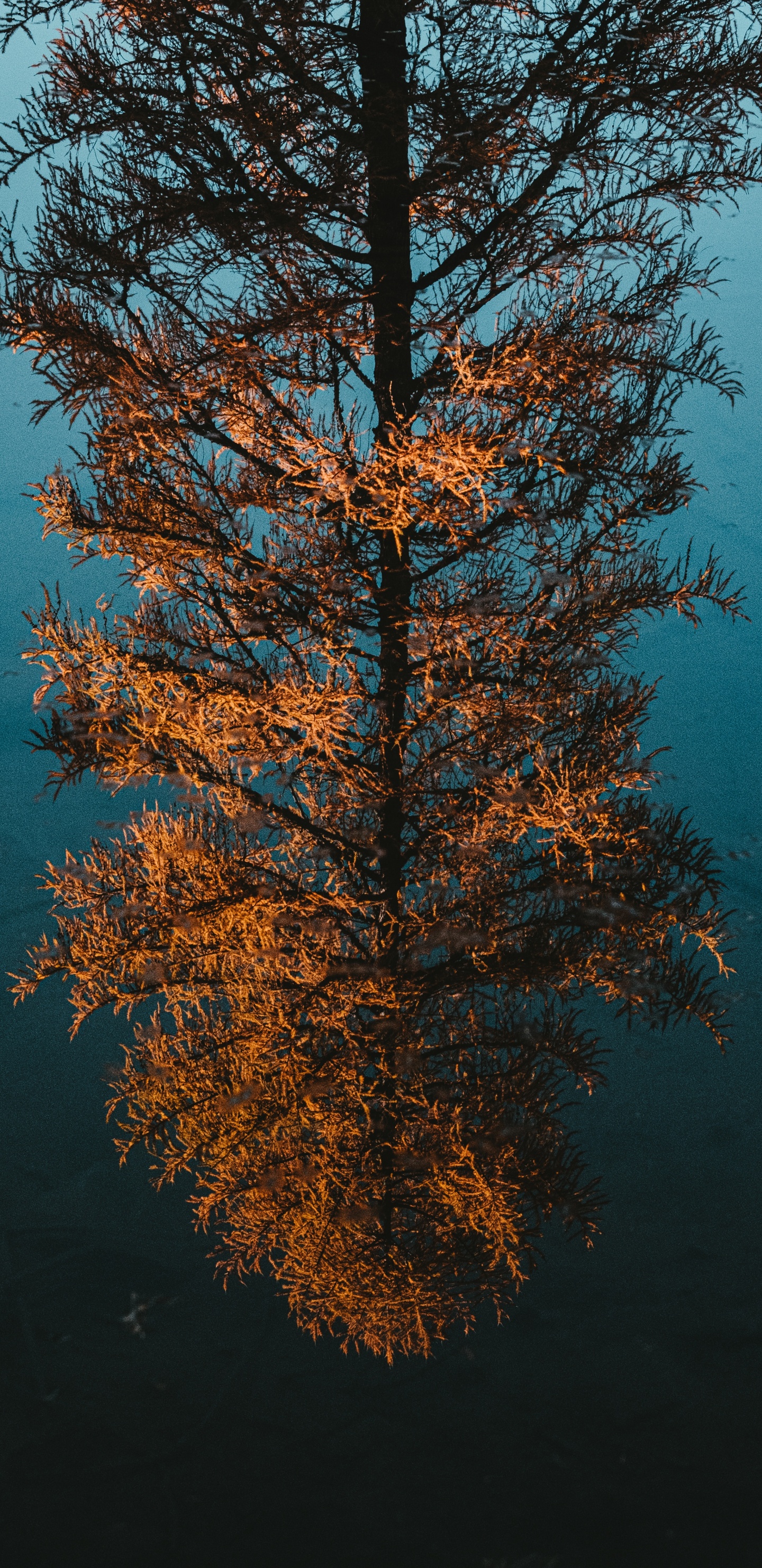 Обои древесные растения, отражение, лиственница, лист, биом в разрешении 1440x2960