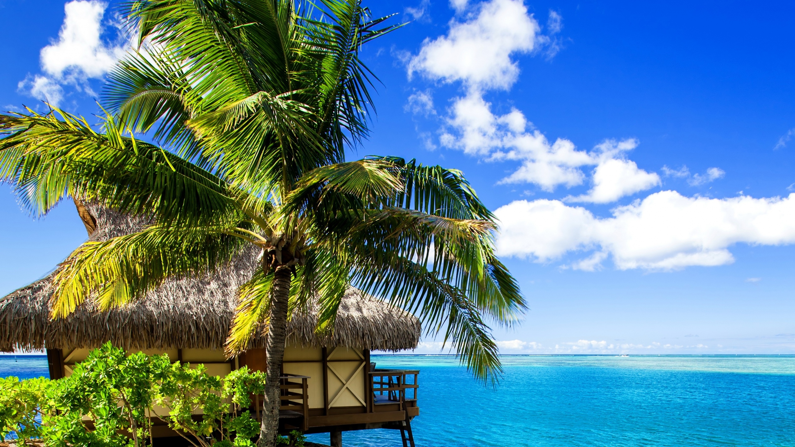 Обои тропическая зона, дерево, Пальма, Карибский бассейн, океан в разрешении 2560x1440