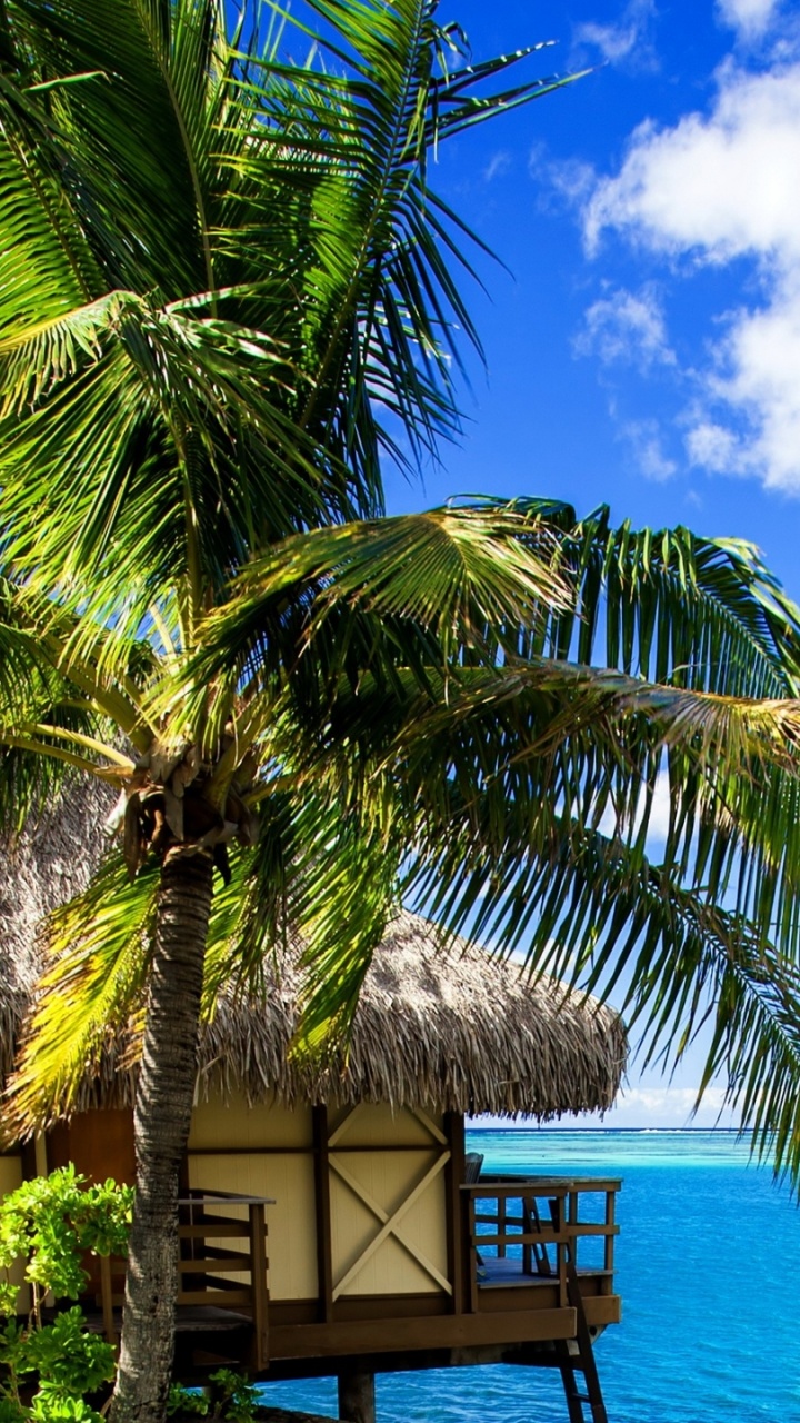 Обои тропическая зона, дерево, Пальма, Карибский бассейн, океан в разрешении 720x1280