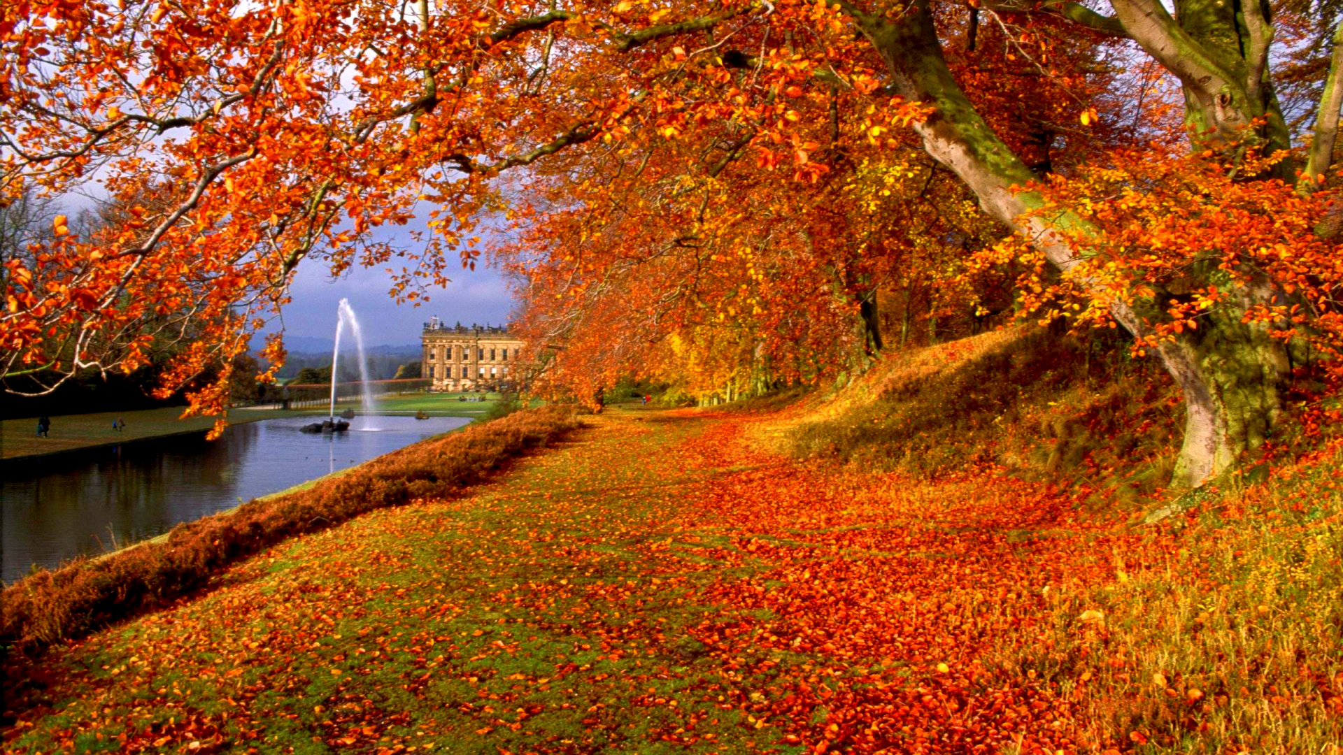 Обои осень, дерево, природа, лист, листопадные в разрешении 1920x1080