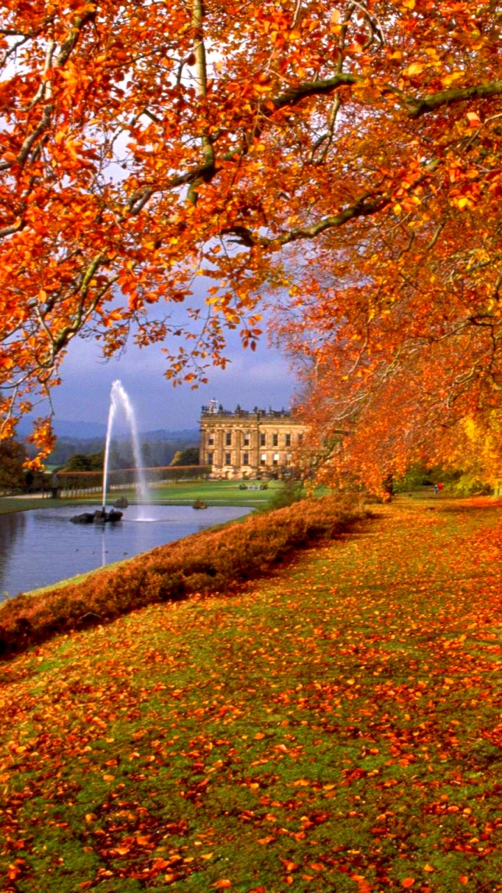 Обои осень, дерево, природа, лист, листопадные в разрешении 720x1280