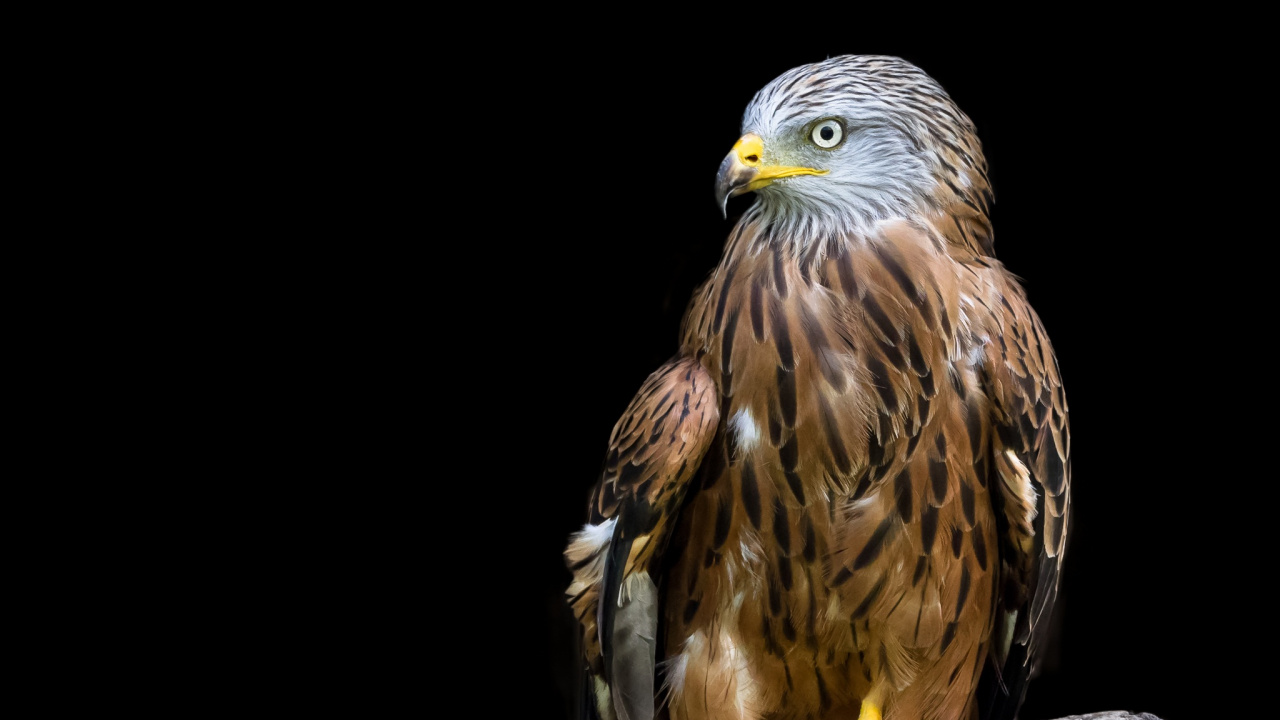 Обои красный коршун, хищная птица, Орел, коршун, птица в разрешении 1280x720