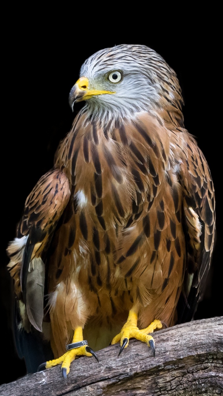 Обои красный коршун, хищная птица, Орел, коршун, птица в разрешении 720x1280