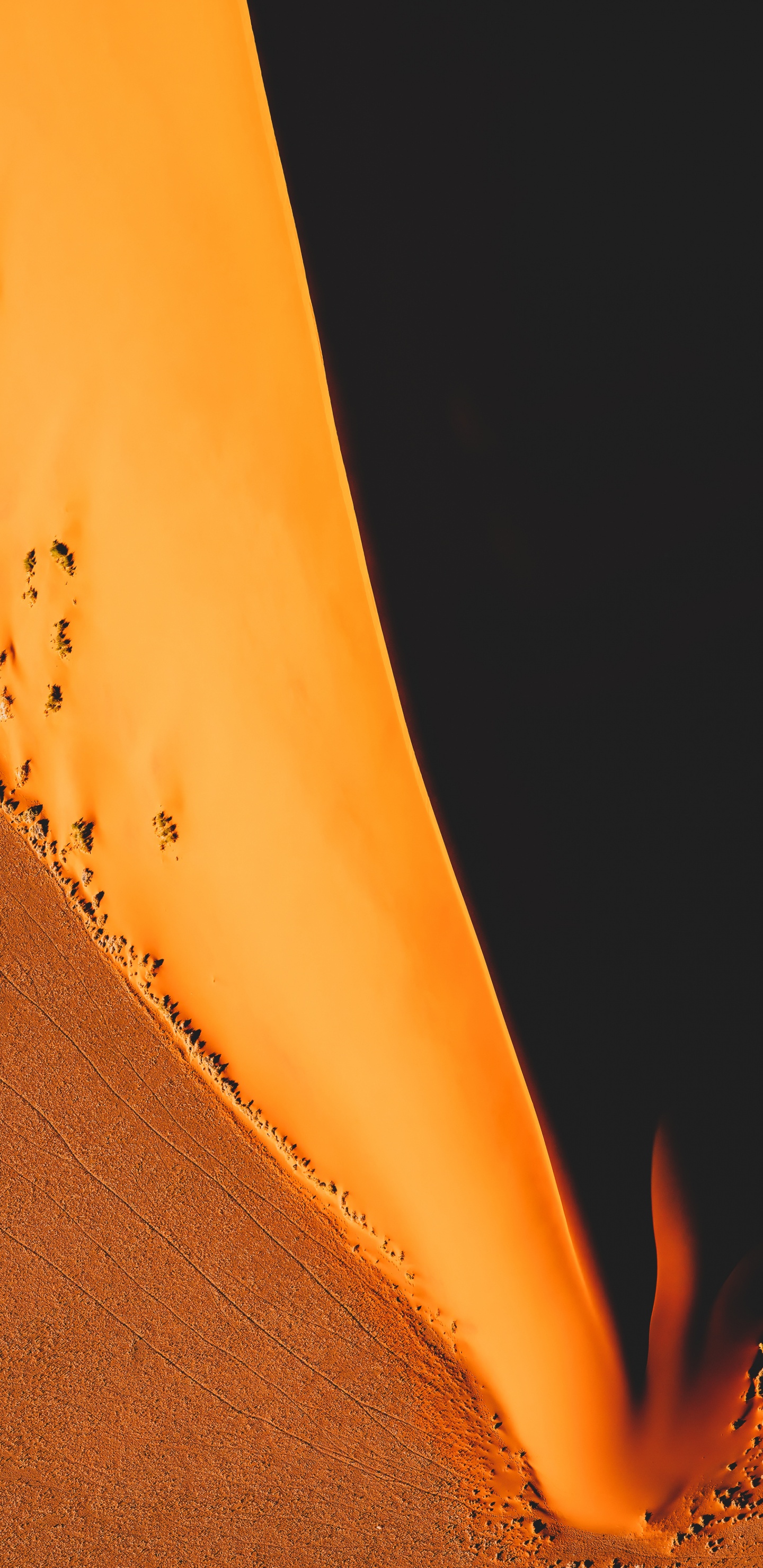 Обои Апельсин, коричневый цвет, растение, Янтарь, древесина в разрешении 1440x2960