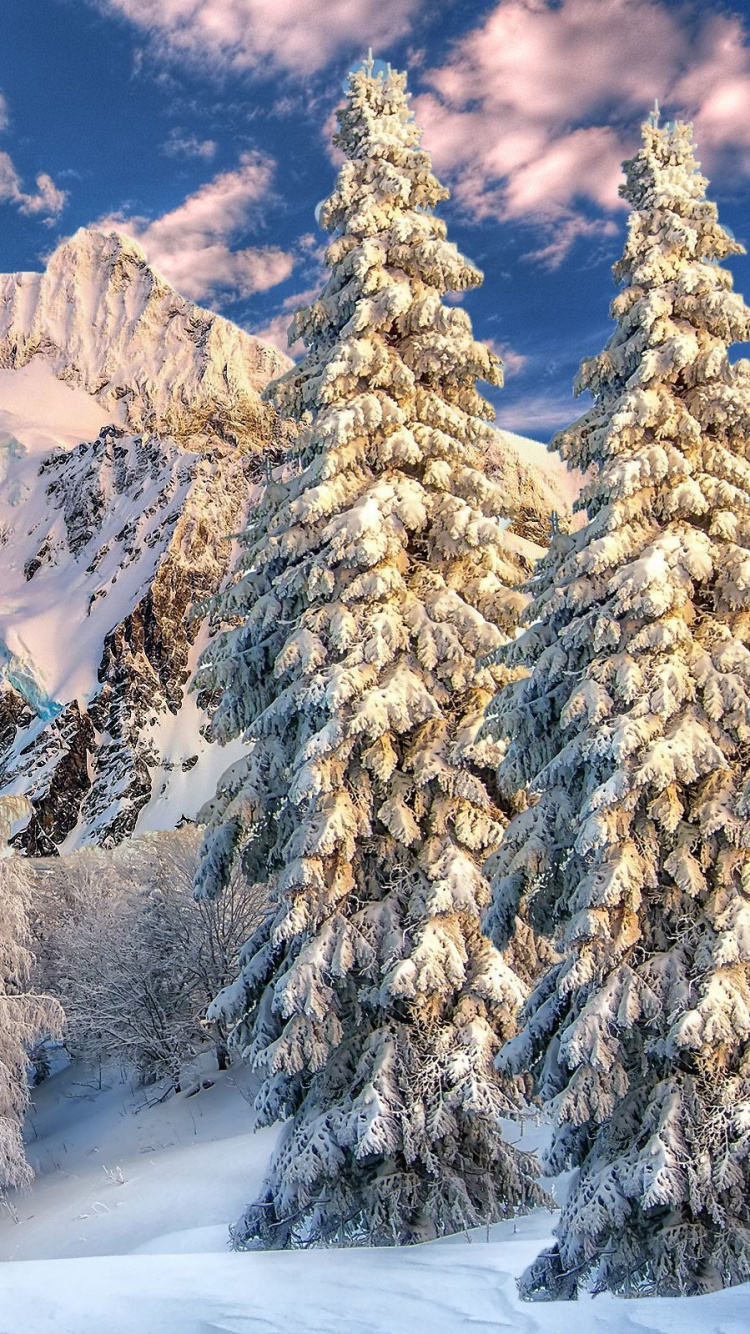 Обои МаунтБейкер, гора, снег, зима, дерево в разрешении 750x1334