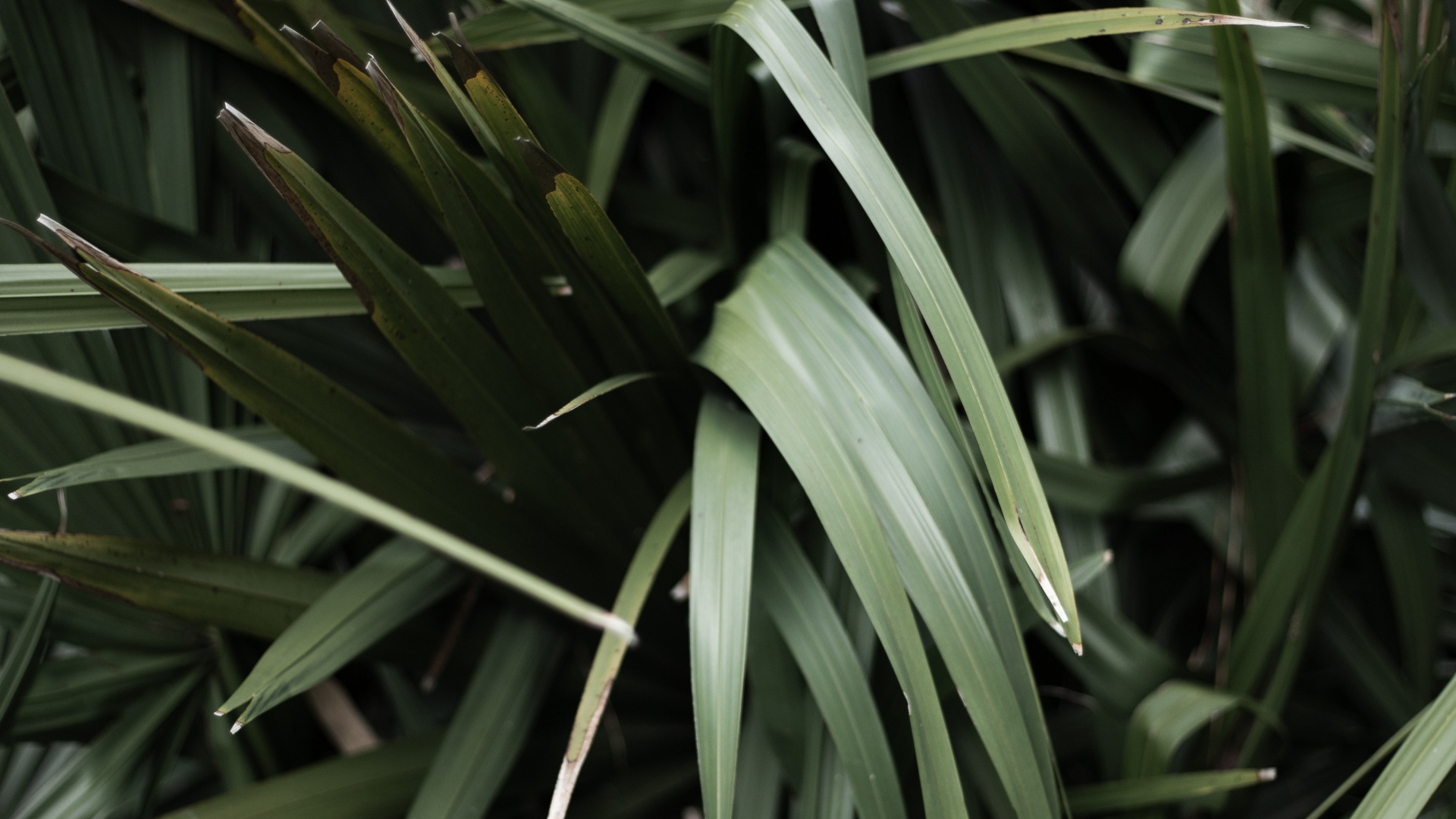 Обои семейство травы, травянистое растение, стебель растения, лист, трава в разрешении 1920x1080