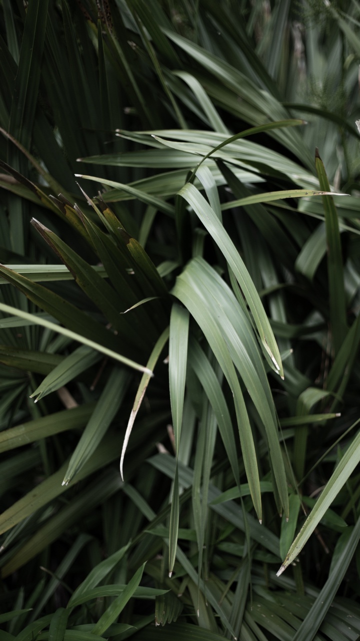 Обои семейство травы, травянистое растение, стебель растения, лист, трава в разрешении 720x1280