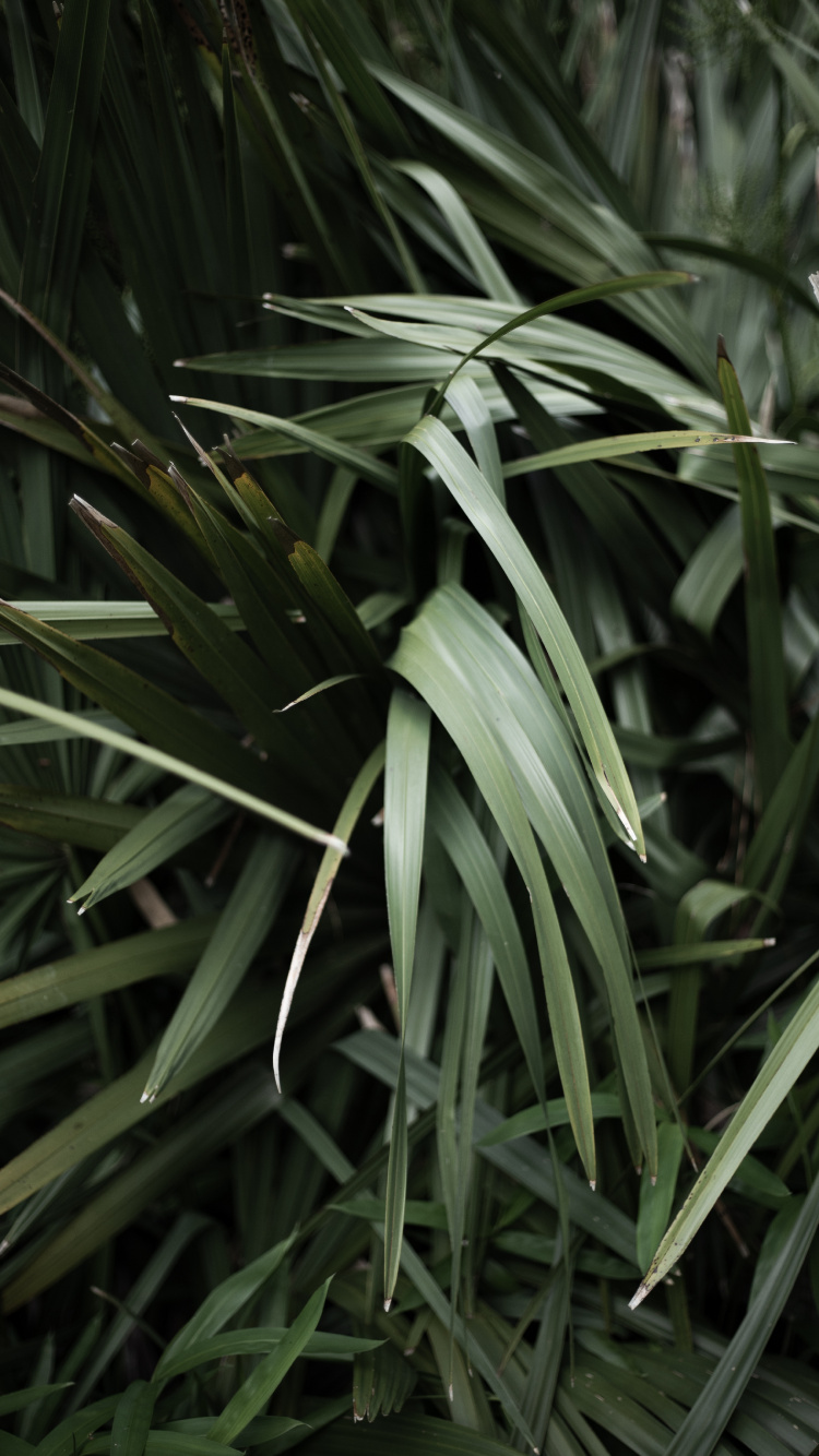 Обои семейство травы, травянистое растение, стебель растения, лист, трава в разрешении 750x1334