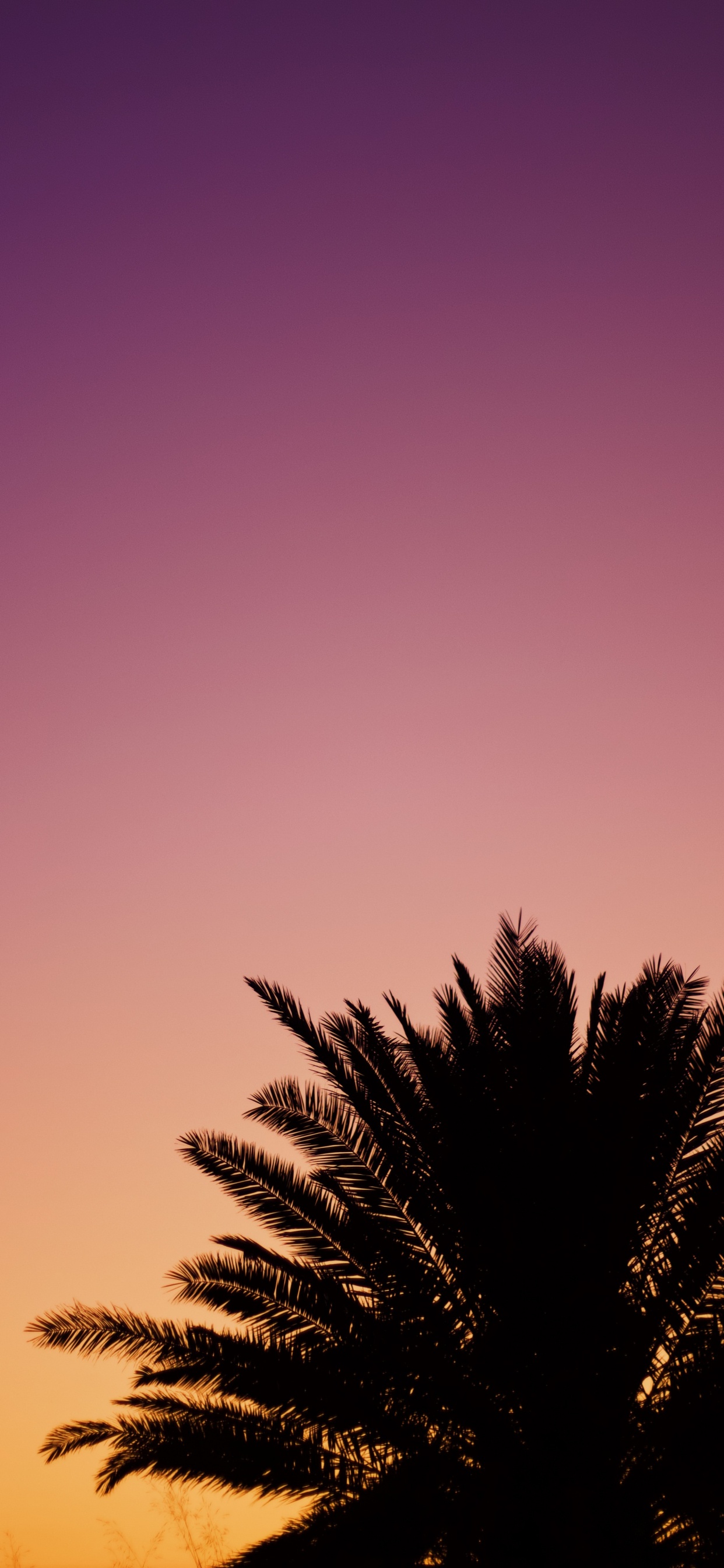 Обои дерево, Пальма, облако, послесвечение, пурпур в разрешении 1242x2688