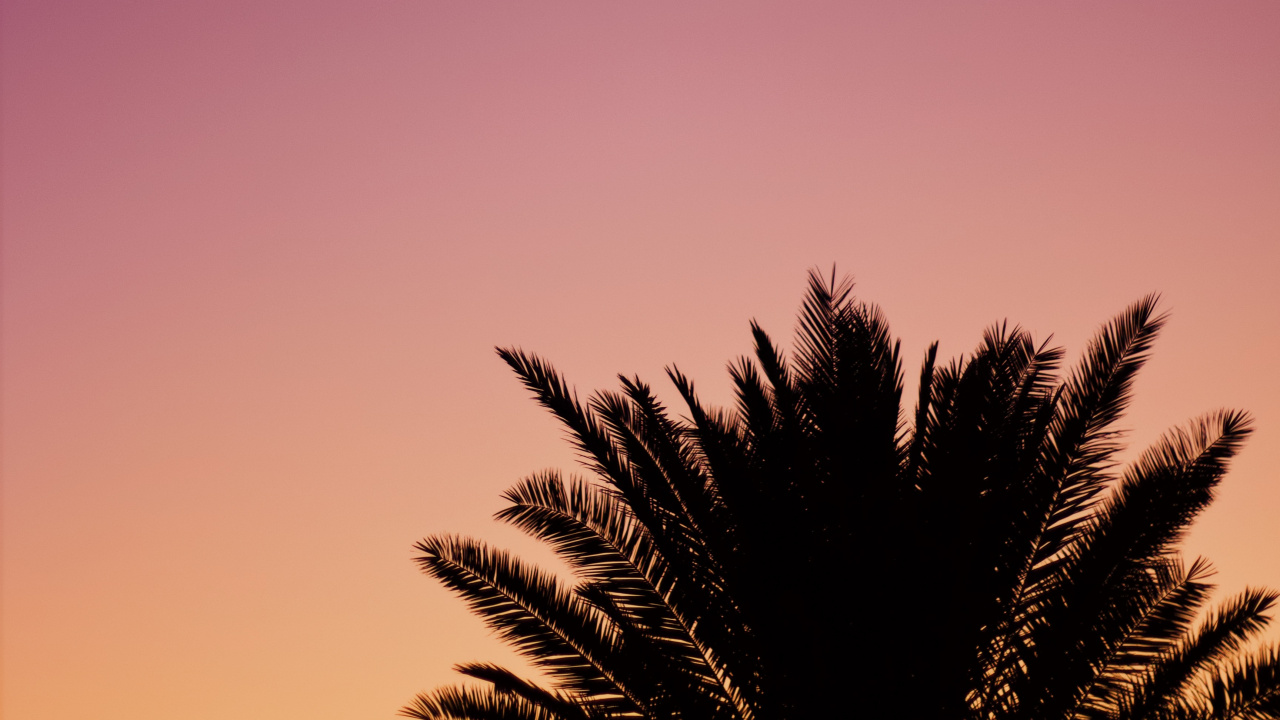 Обои дерево, Пальма, облако, послесвечение, пурпур в разрешении 1280x720