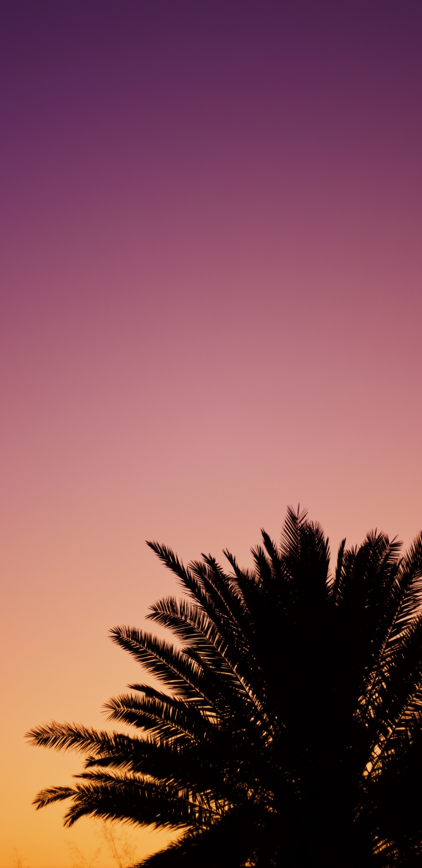Обои дерево, Пальма, облако, послесвечение, пурпур в разрешении 1440x2960