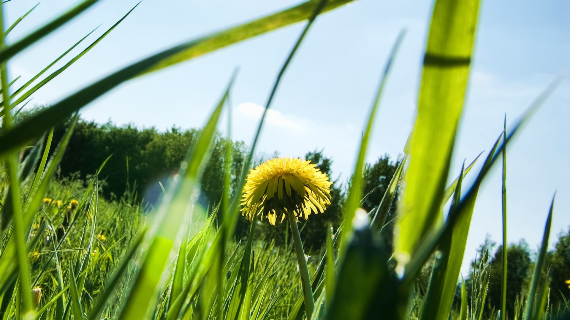 Обои одуванчик, растение, семейство травы, трава, завод в разрешении 1920x1080