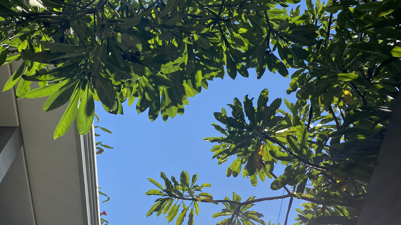 Обои лист, пальмовые рощи, мажорель синий, рассада, биология в разрешении 1366x768