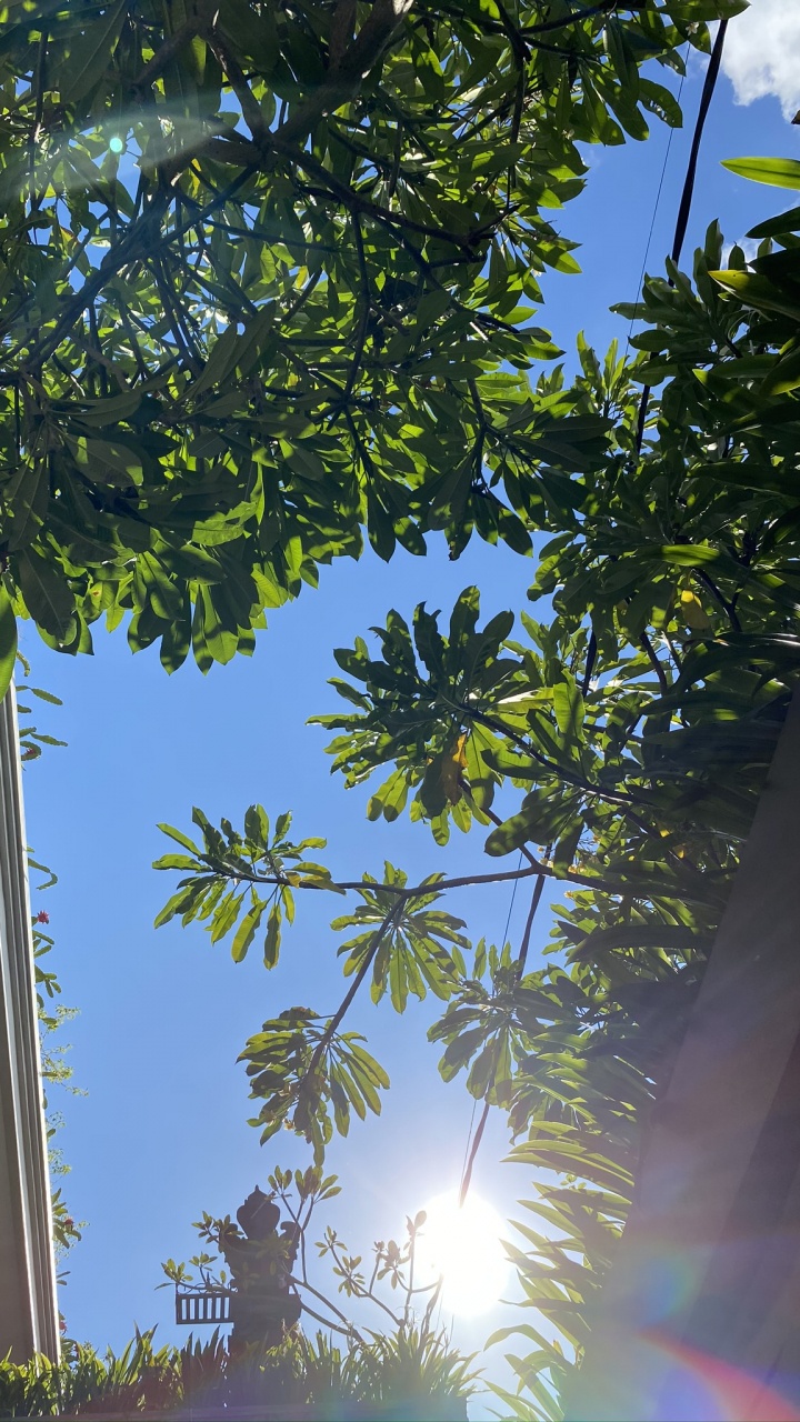 Обои лист, пальмовые рощи, мажорель синий, рассада, биология в разрешении 720x1280