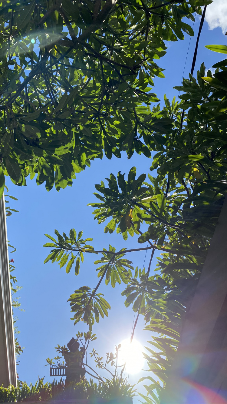 Обои лист, пальмовые рощи, мажорель синий, рассада, биология в разрешении 750x1334