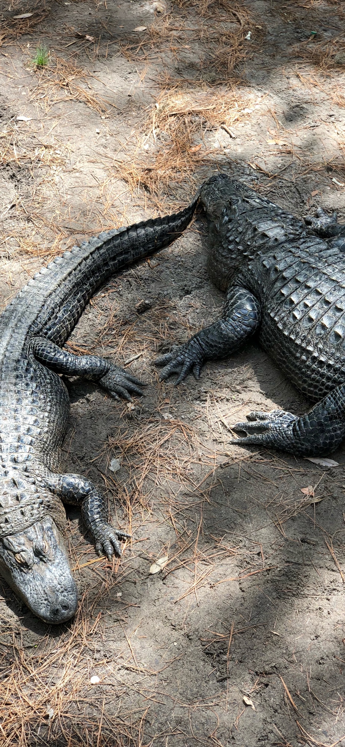 Обои крокодил, американский Аллигатор, нильский крокодил, крокодилы, наземные животные в разрешении 1125x2436