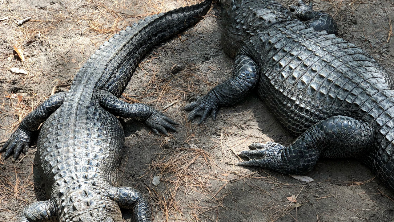 Обои крокодил, американский Аллигатор, нильский крокодил, крокодилы, наземные животные в разрешении 1280x720