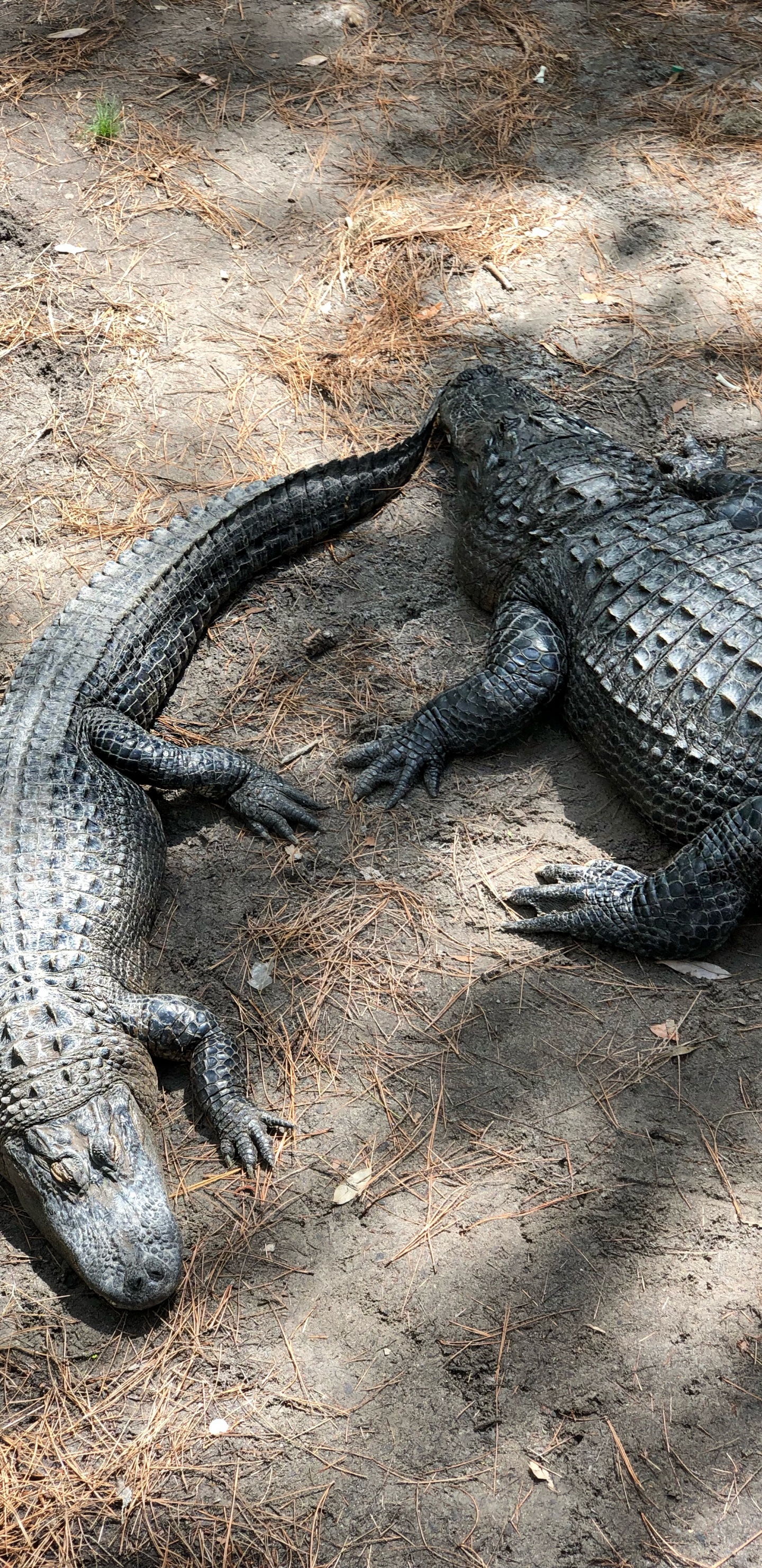 Обои крокодил, американский Аллигатор, нильский крокодил, крокодилы, наземные животные в разрешении 1440x2960