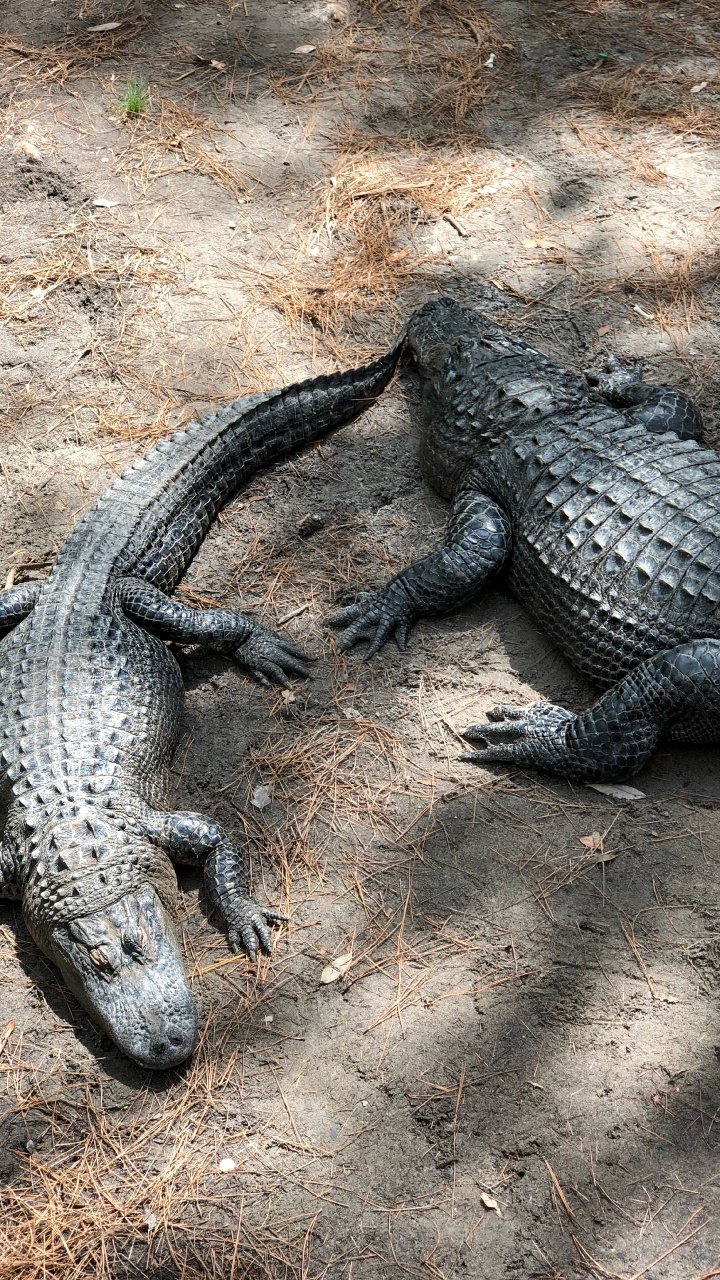 Обои крокодил, американский Аллигатор, нильский крокодил, крокодилы, наземные животные в разрешении 720x1280