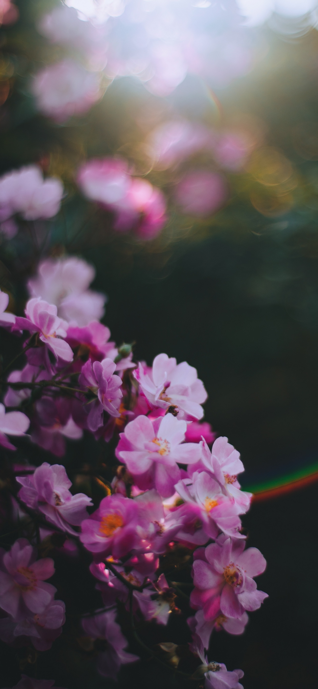 Обои цветок, розовый, весна, лепесток, растение в разрешении 1242x2688