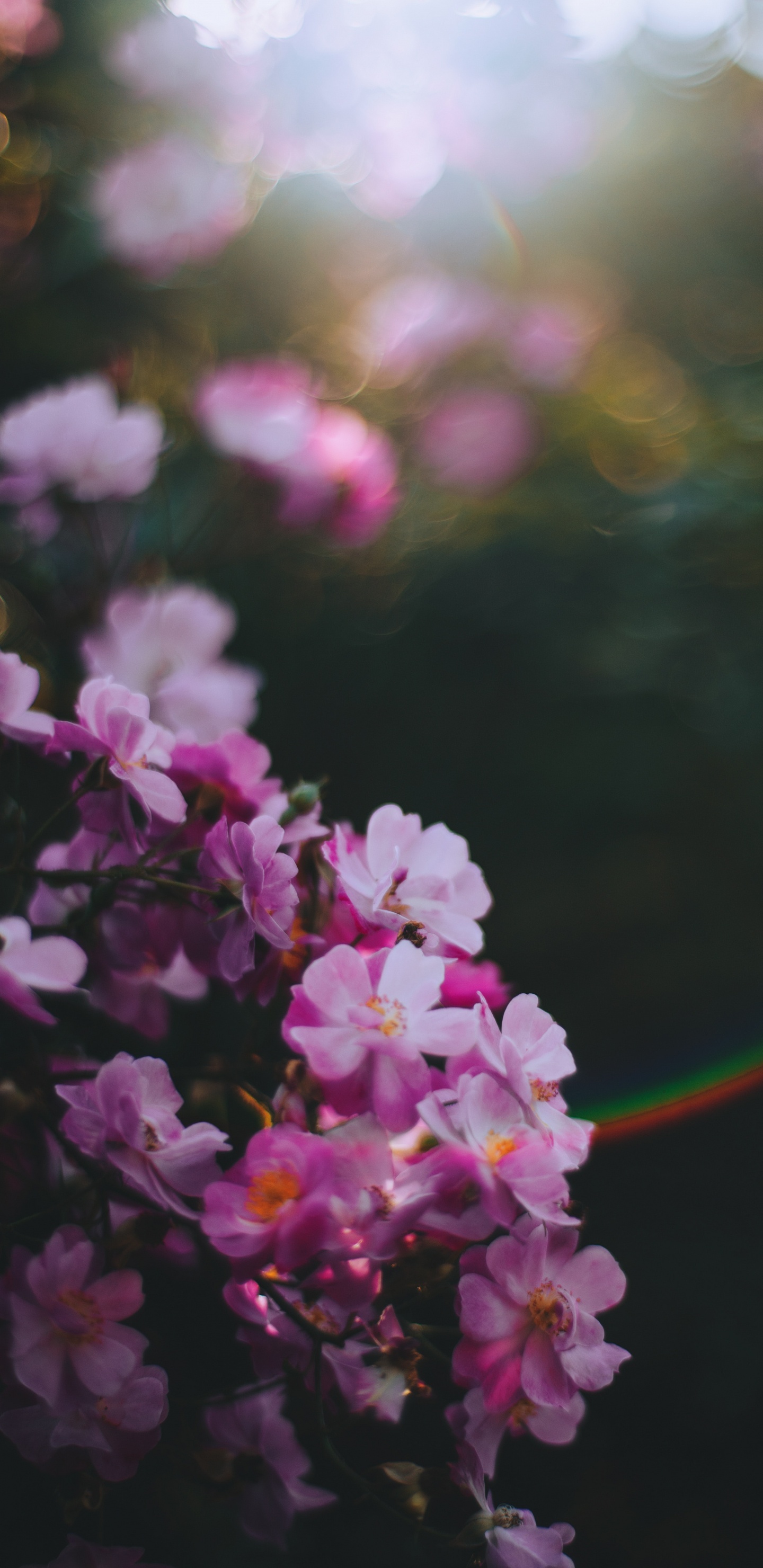 Обои цветок, розовый, весна, лепесток, растение в разрешении 1440x2960