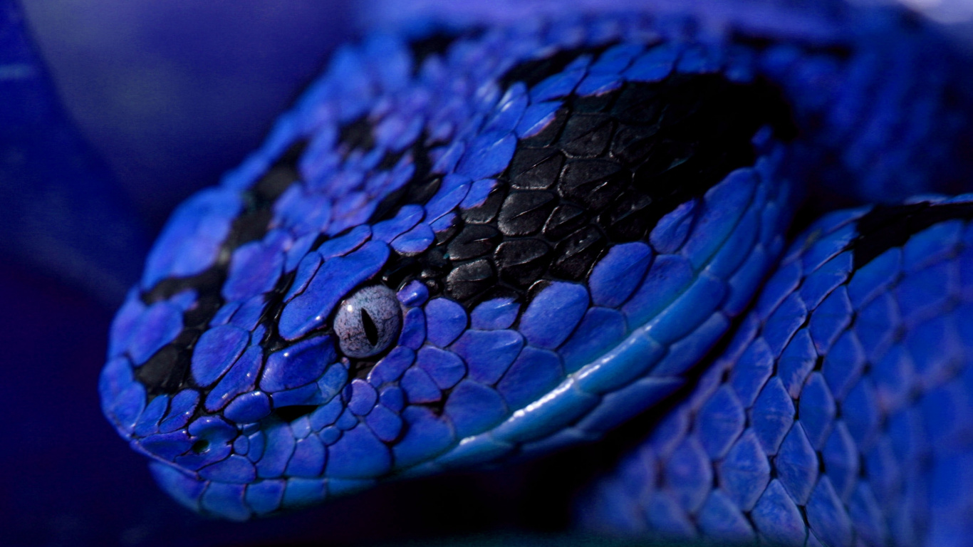 Обои пресмыкающееся, синий, змей, синий кобальт, электрик в разрешении 1366x768