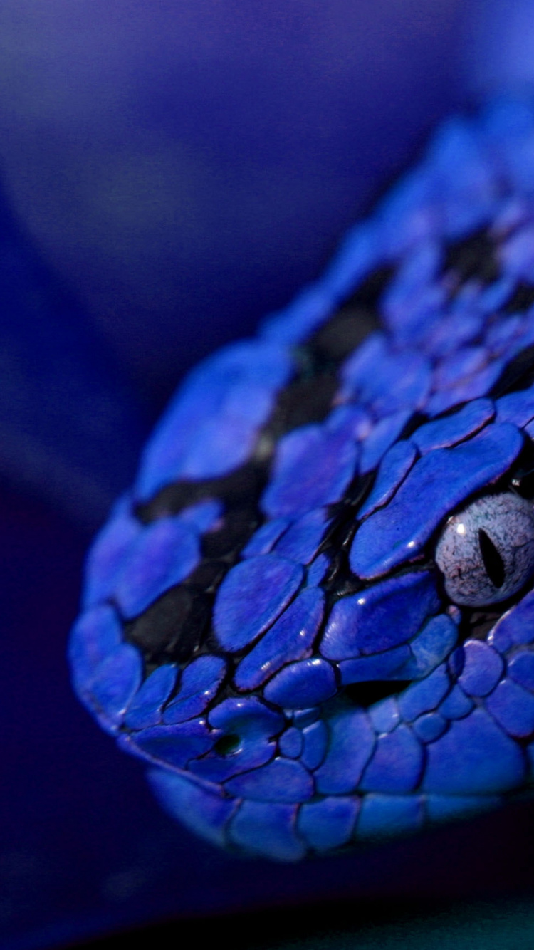 Обои пресмыкающееся, синий, змей, синий кобальт, электрик в разрешении 750x1334