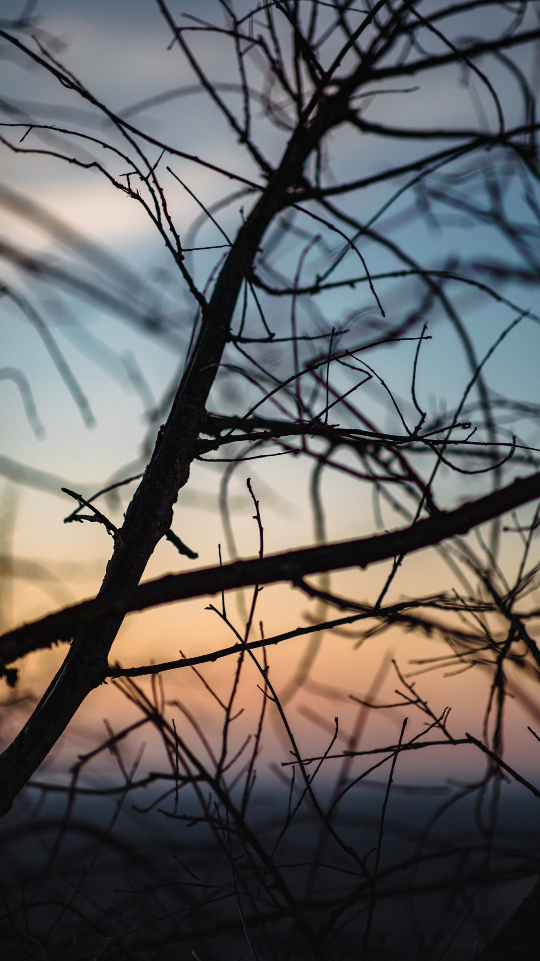 Обои облако, ветвь, вода, прут, закат в разрешении 1080x1920