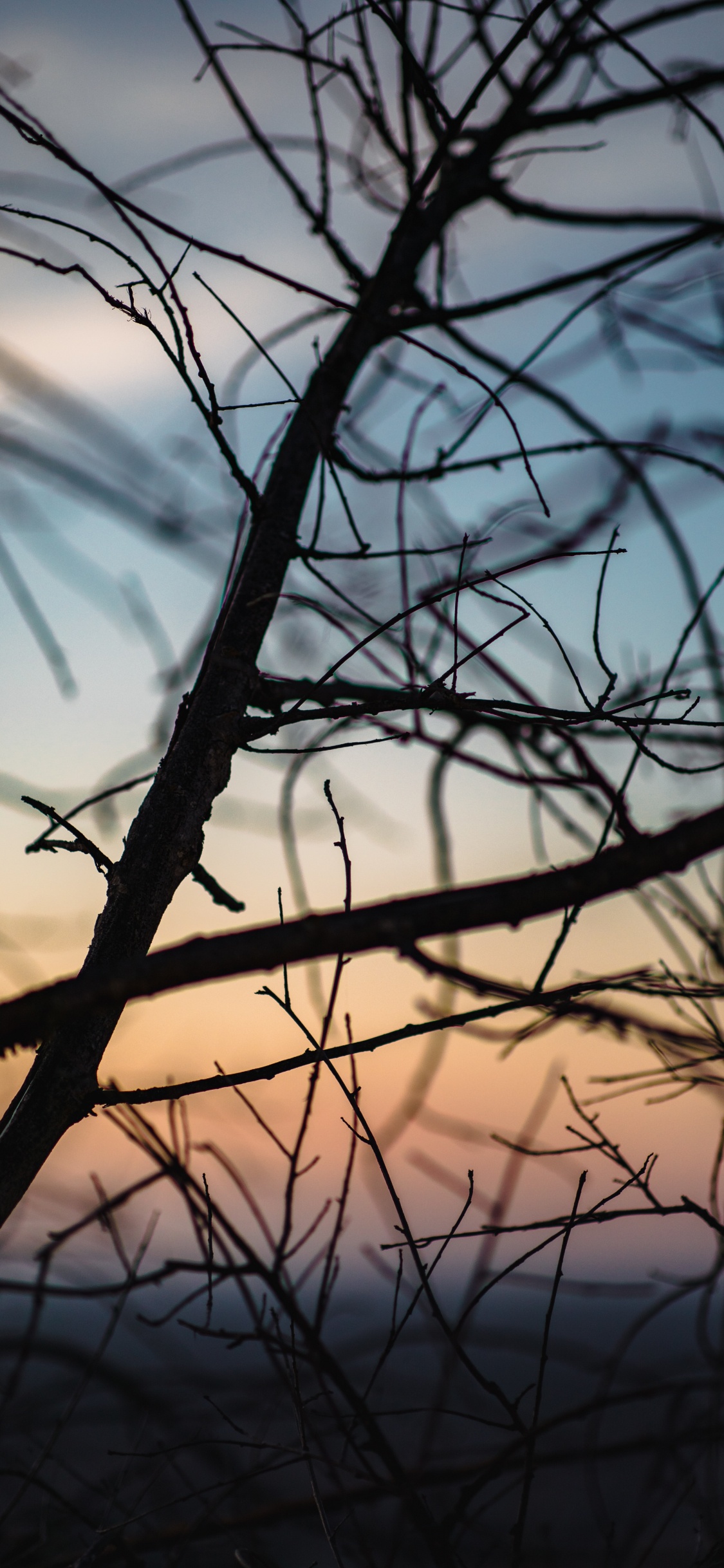 Обои облако, ветвь, вода, прут, закат в разрешении 1125x2436