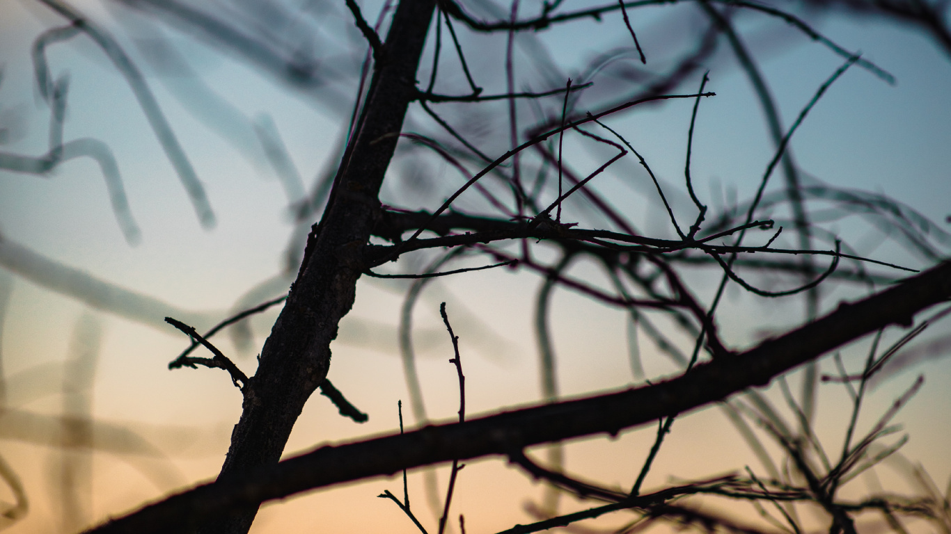 Обои облако, ветвь, вода, прут, закат в разрешении 1366x768