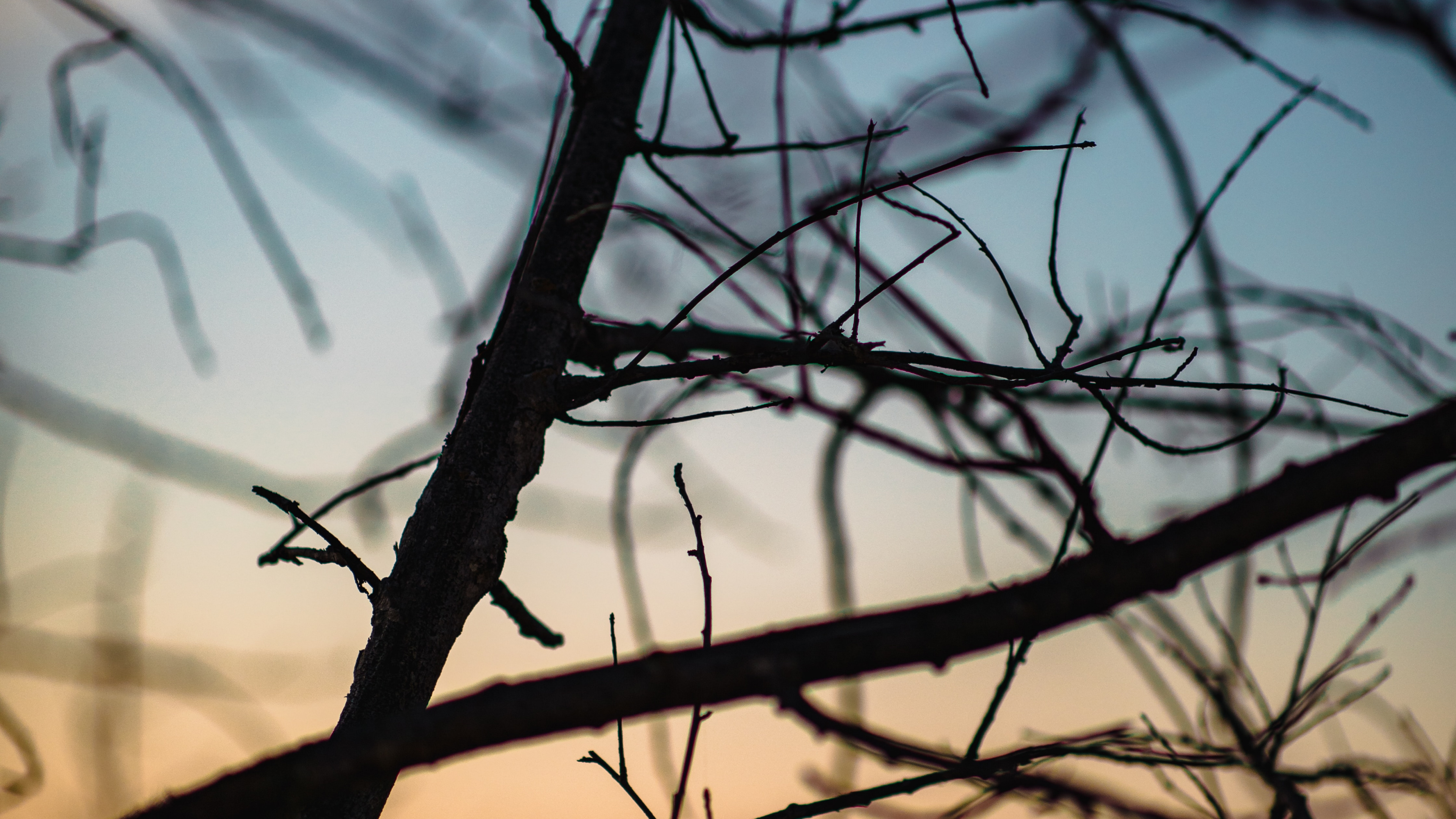 Обои облако, ветвь, вода, прут, закат в разрешении 3840x2160