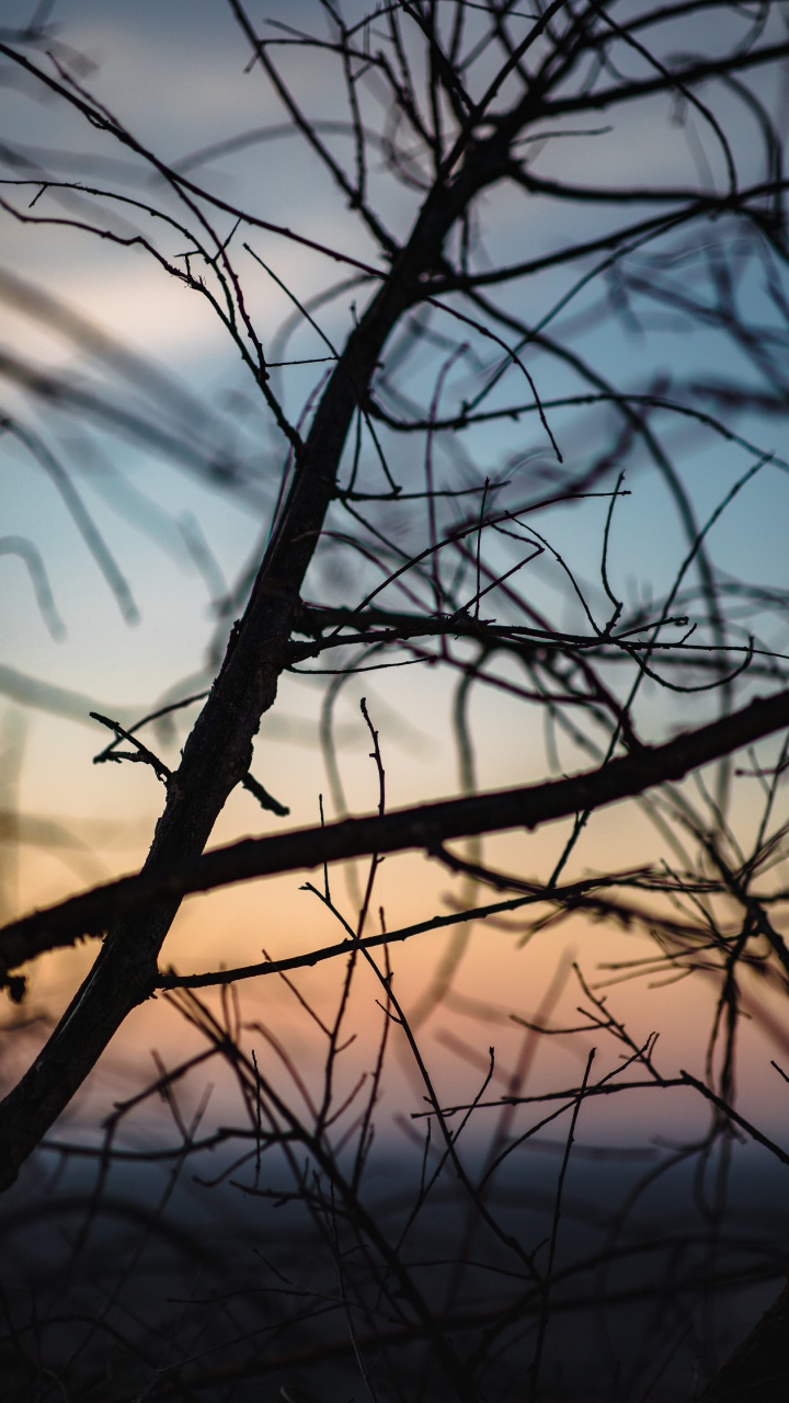 Обои облако, ветвь, вода, прут, закат в разрешении 720x1280