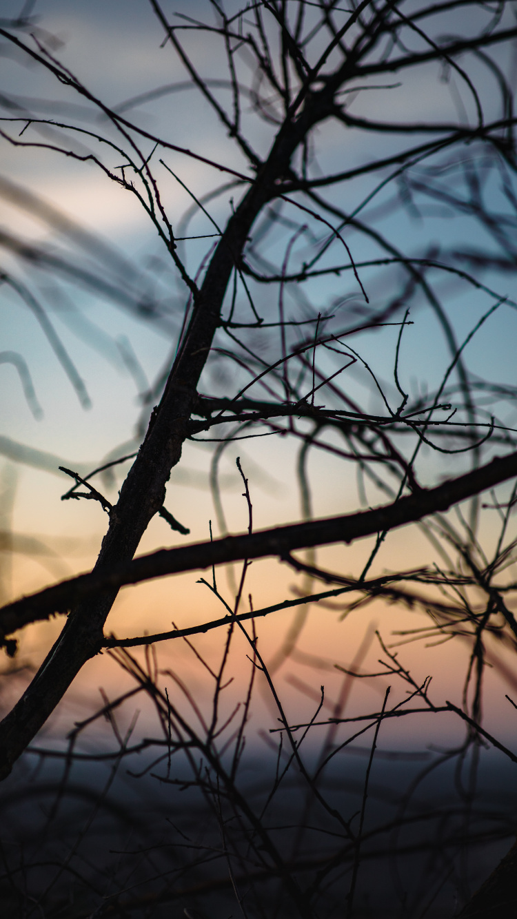 Обои облако, ветвь, вода, прут, закат в разрешении 750x1334