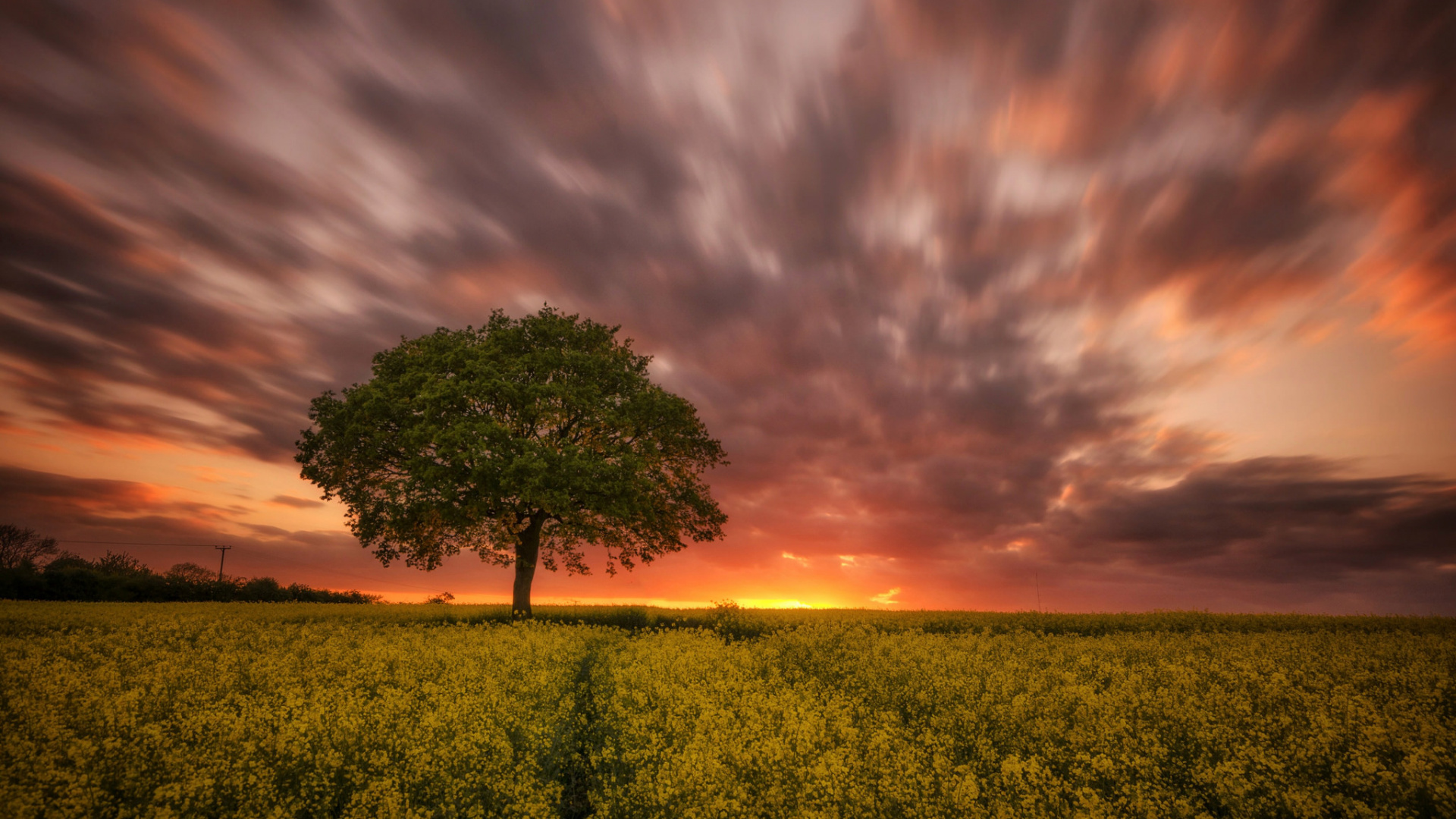 Обои закат, вечер, горизонт, природа, дерево в разрешении 1920x1080