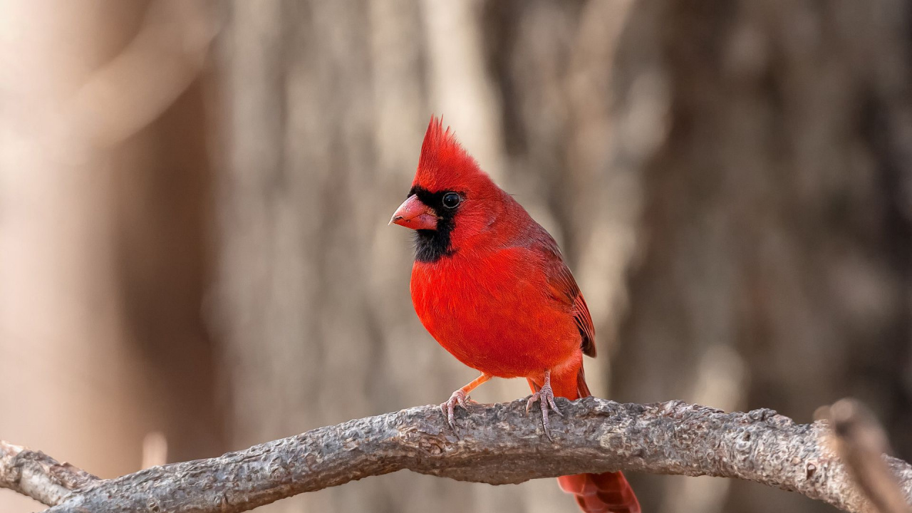 Обои количественное числительное, Северный кардинал, птица, клюв, воробьиные птицы в разрешении 1280x720
