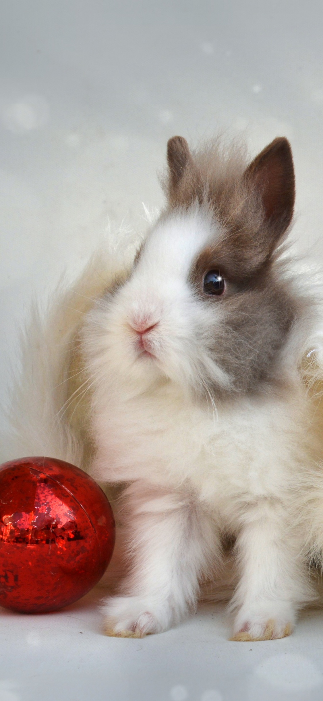 Обои кролик, Рождественский день, бакенбарды, усы, хвост в разрешении 1125x2436