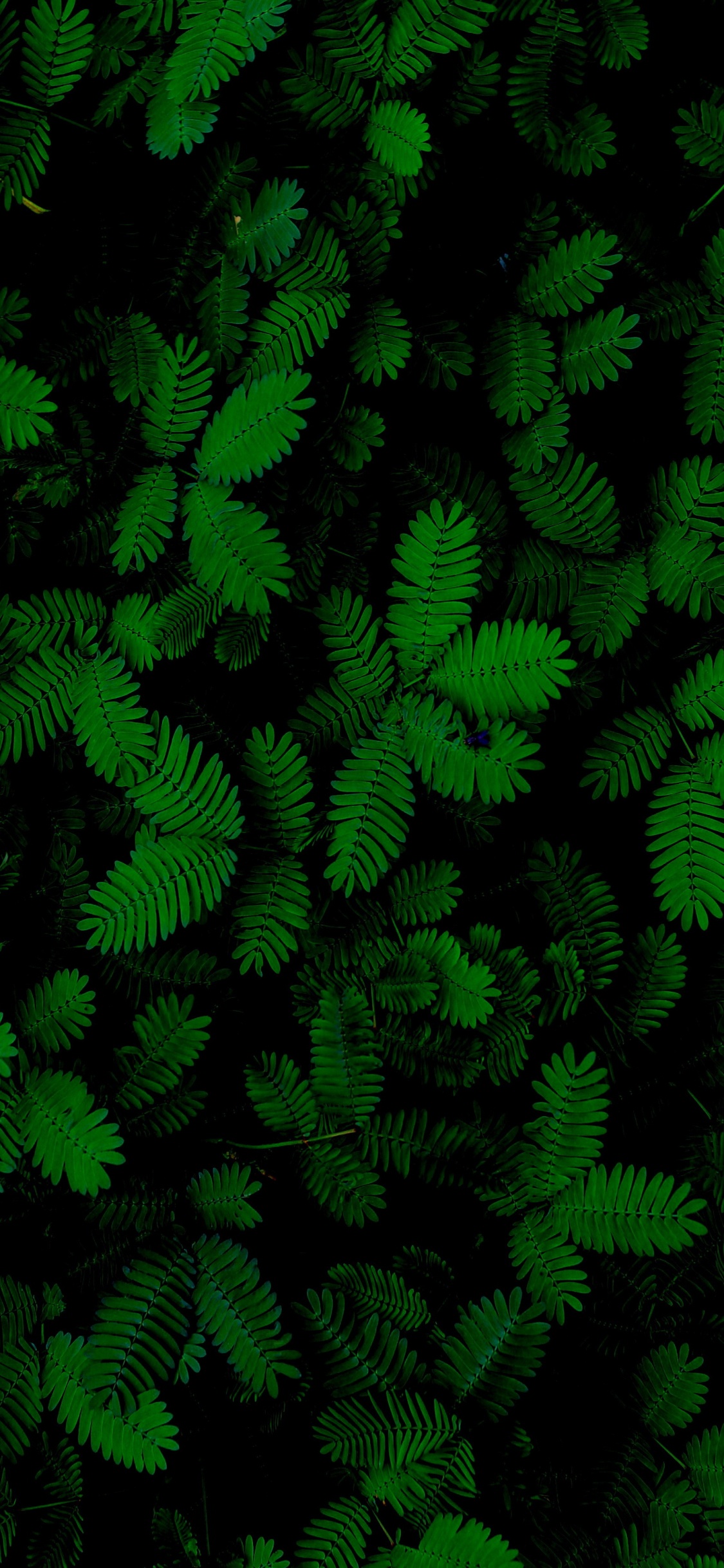 Обои лист, папоротник, суккулент, растение, наземное растение в разрешении 1125x2436