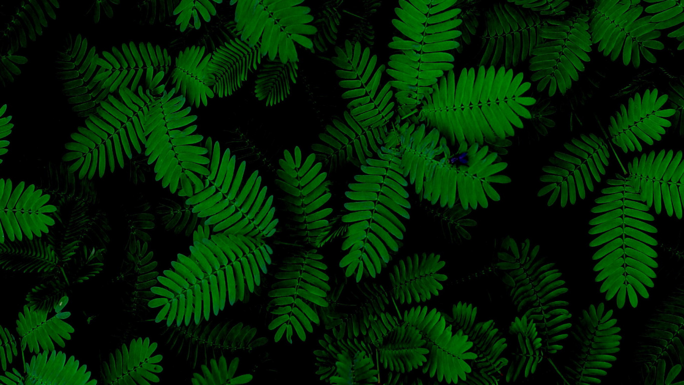 Обои лист, папоротник, суккулент, растение, наземное растение в разрешении 1366x768