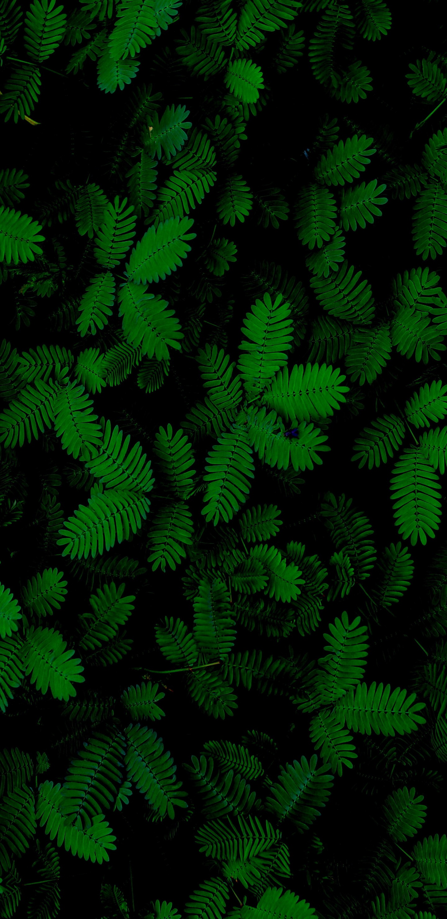 Обои лист, папоротник, суккулент, растение, наземное растение в разрешении 1440x2960