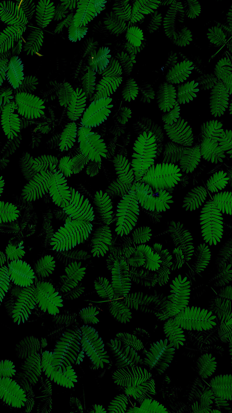 Обои лист, папоротник, суккулент, растение, наземное растение в разрешении 750x1334